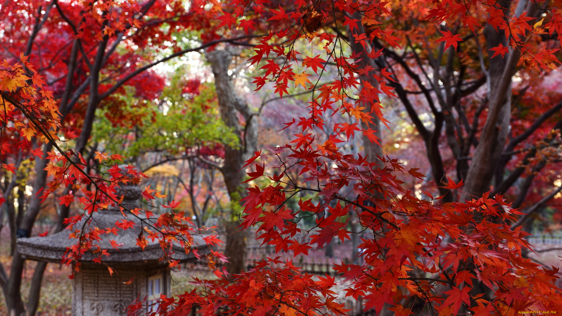 природа, листья, красные, осень