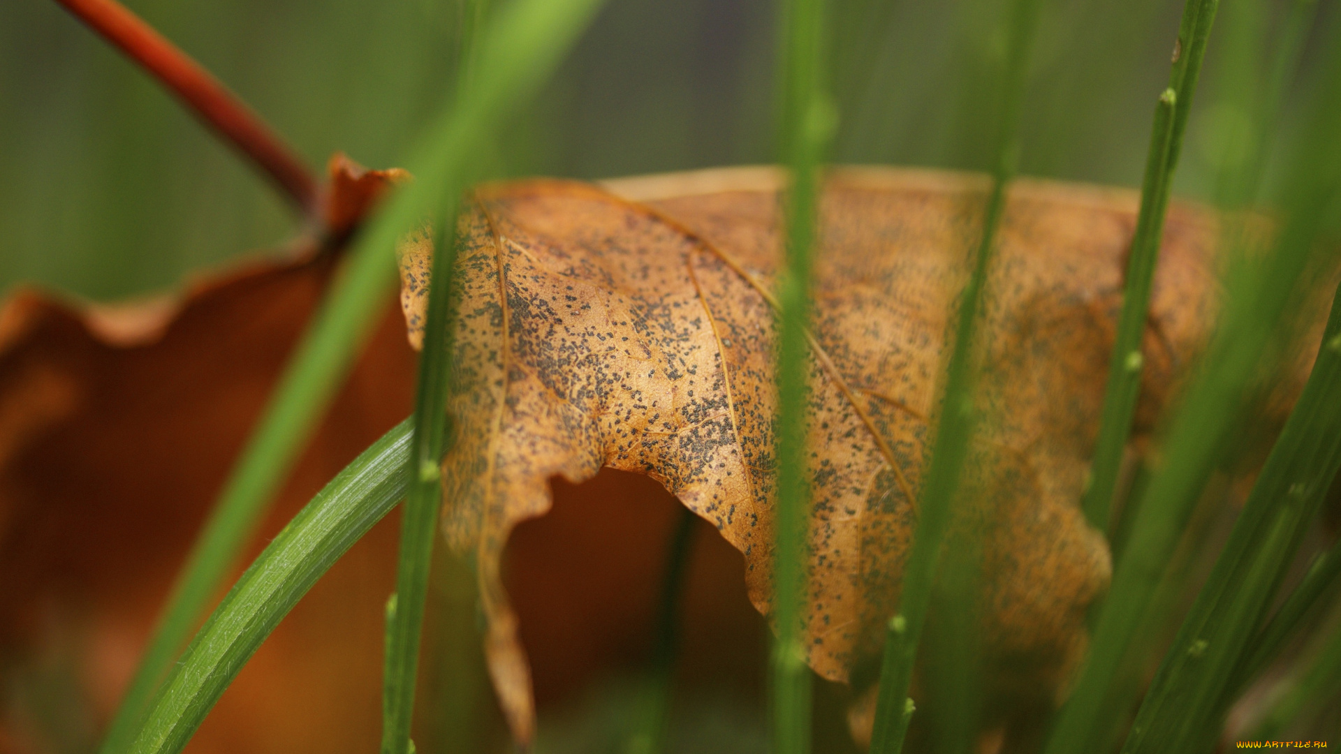 природа, листья, макро, опавший, лист, осень