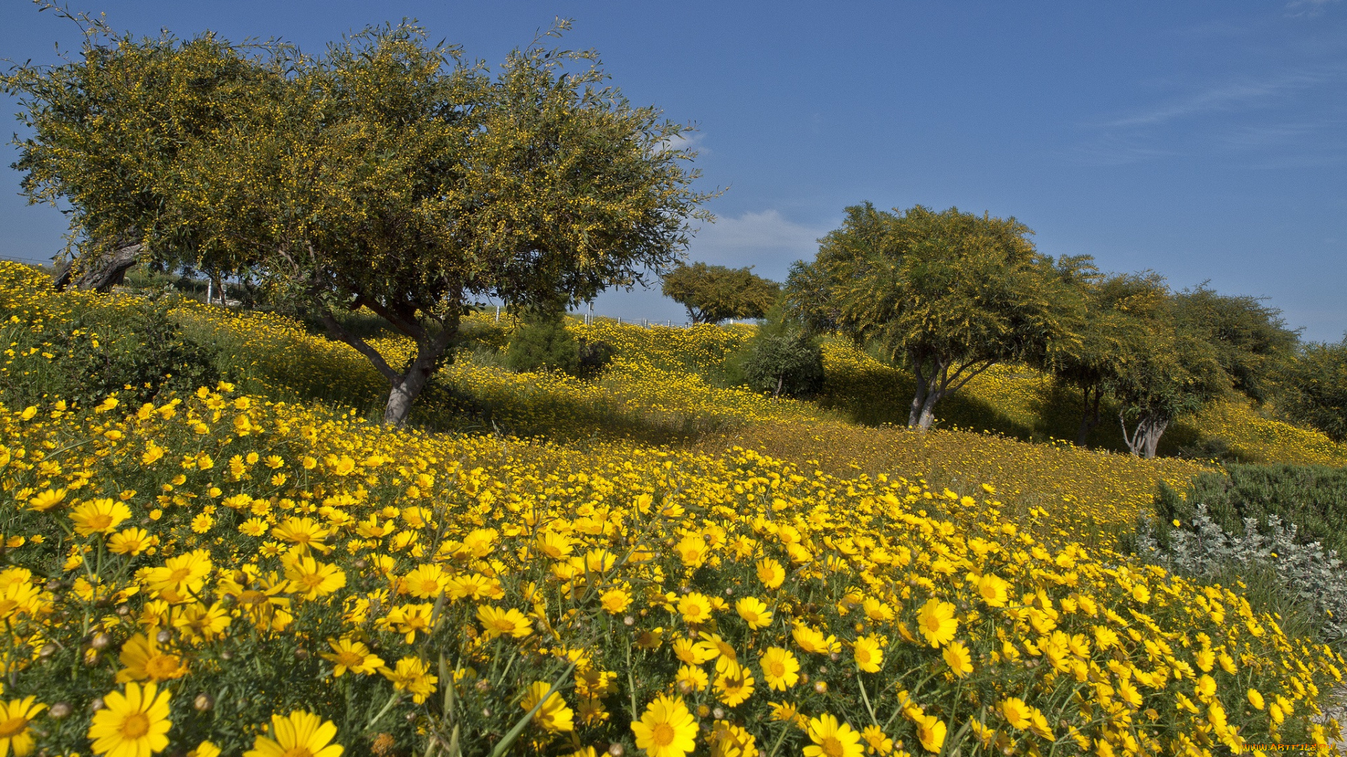 природа, луга, луг, цветы, деревья