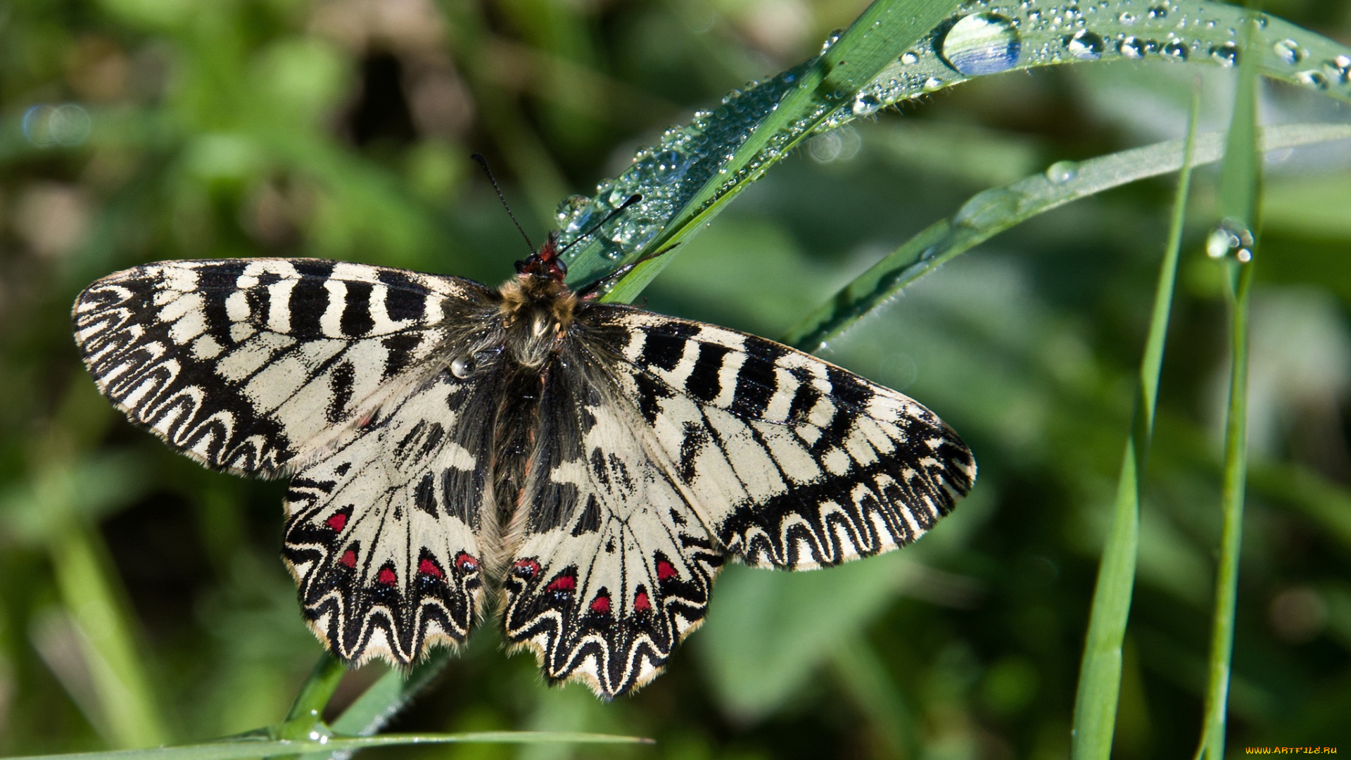 животные, бабочки, бабочка