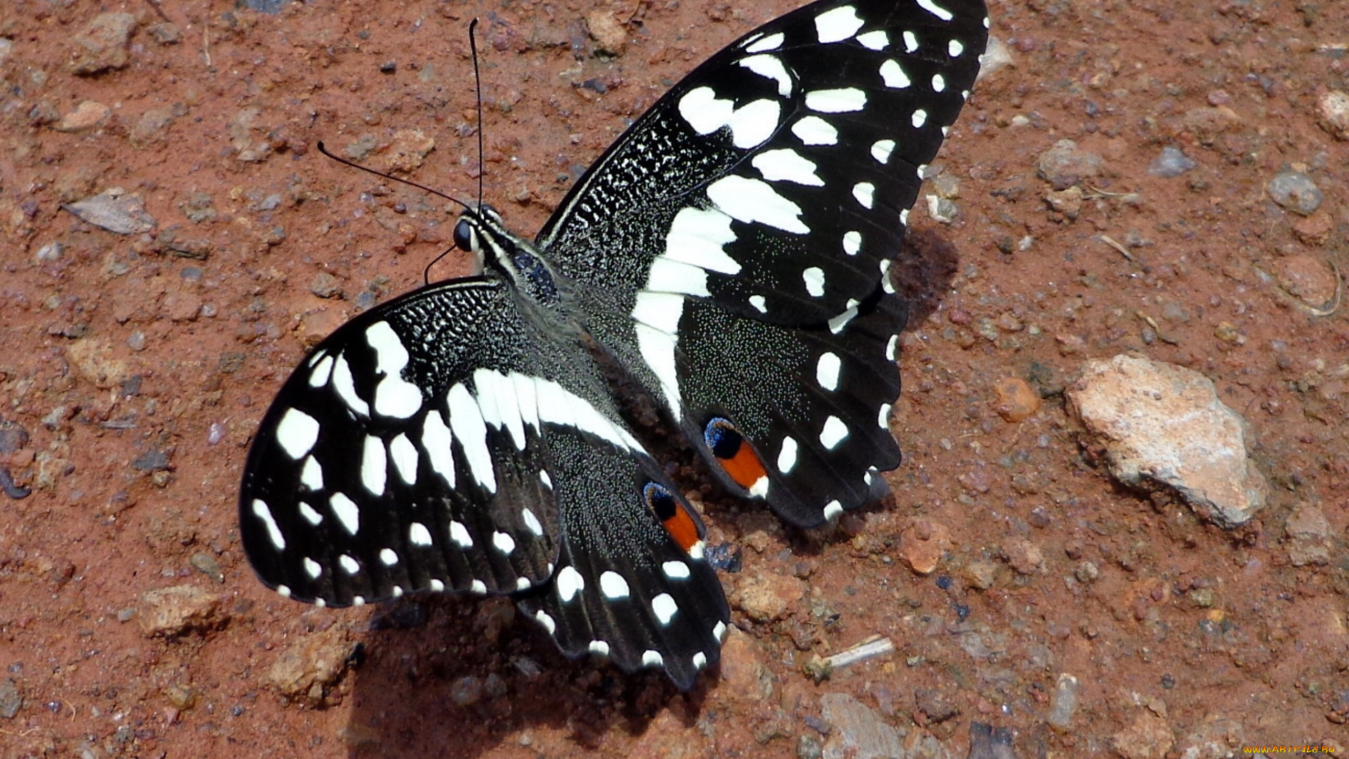 животные, бабочки, бабочка