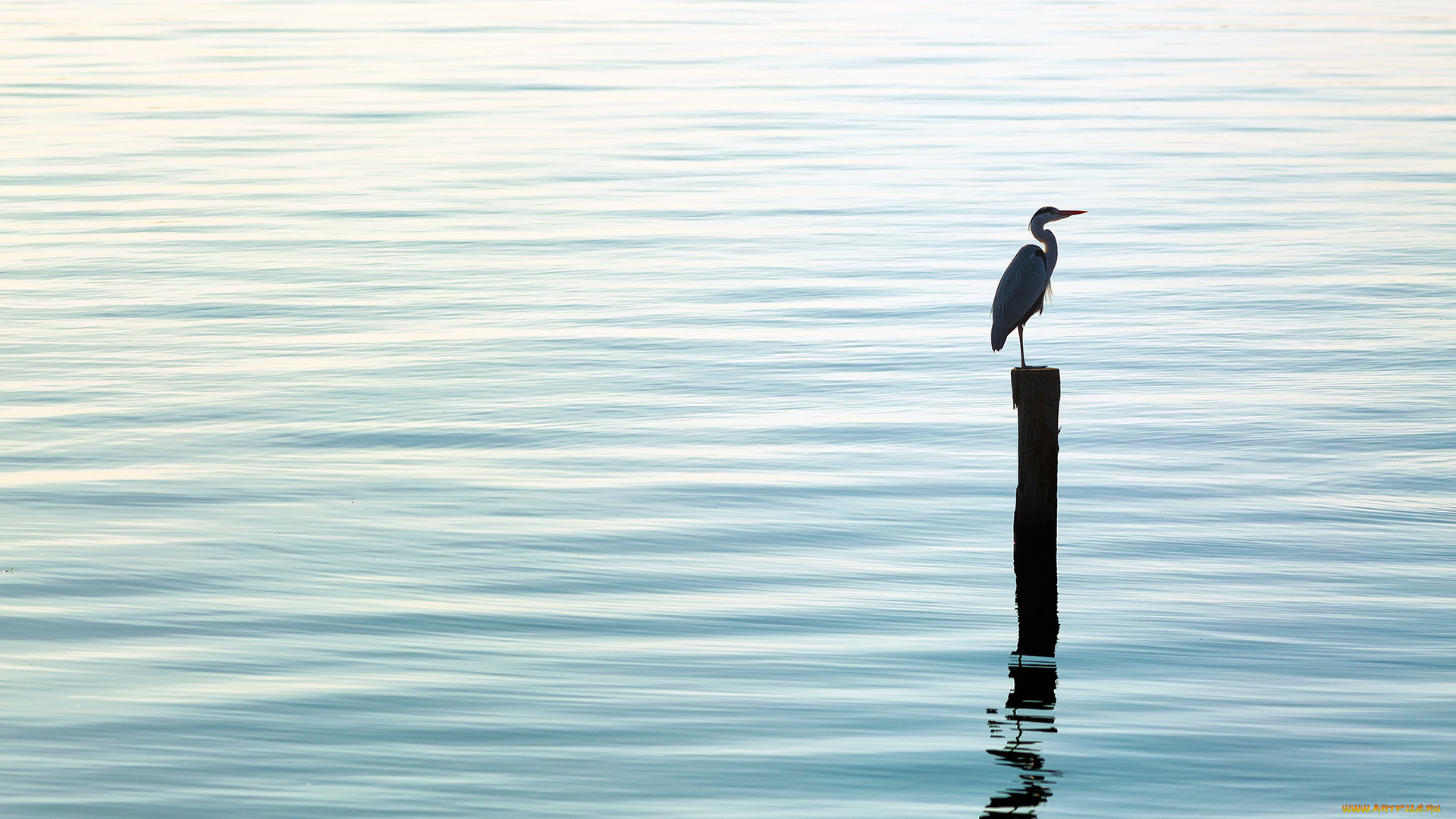 животные, цапли, цапля, вода, столб, серая, озеро