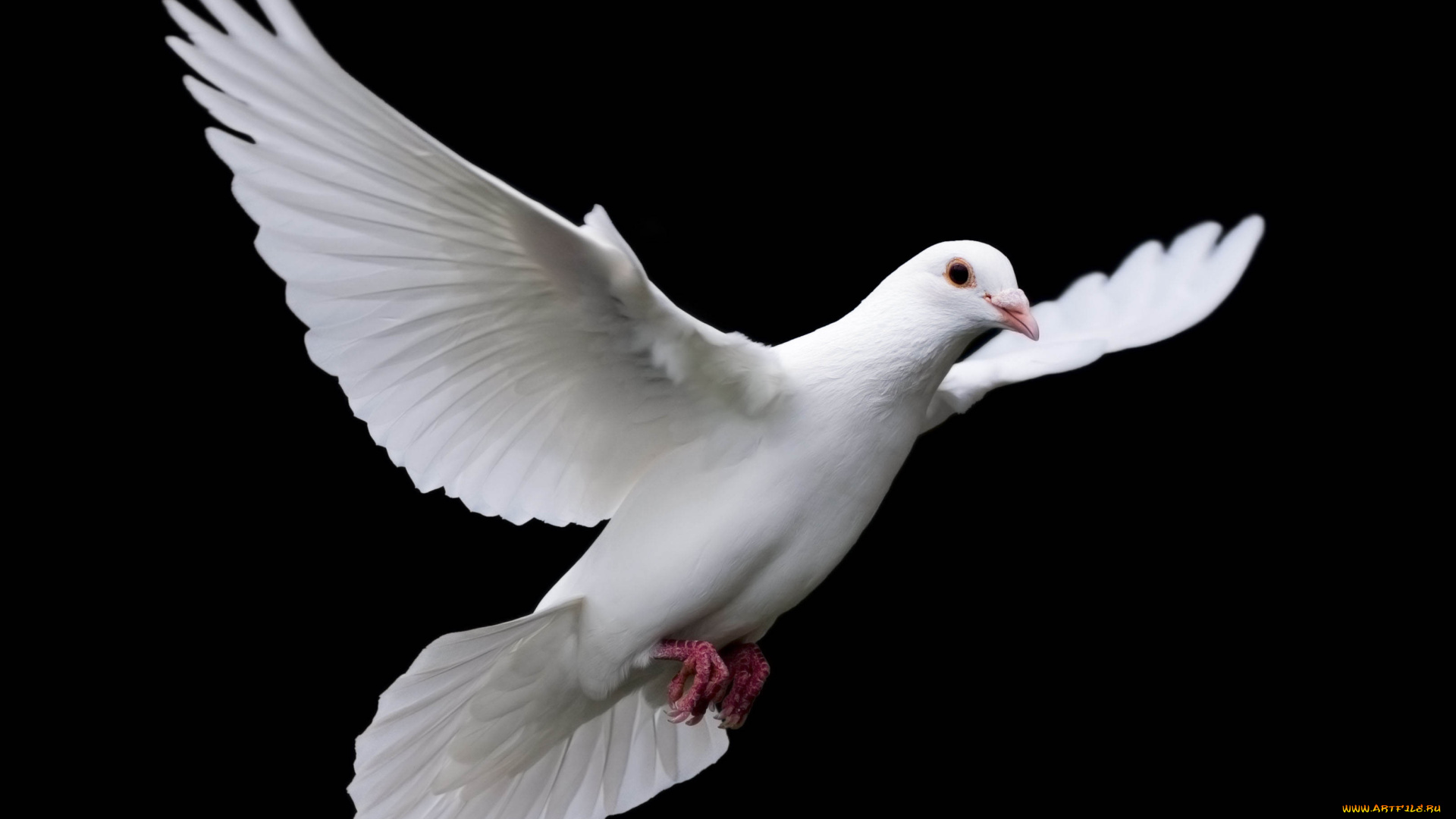 животные, голуби, голубь