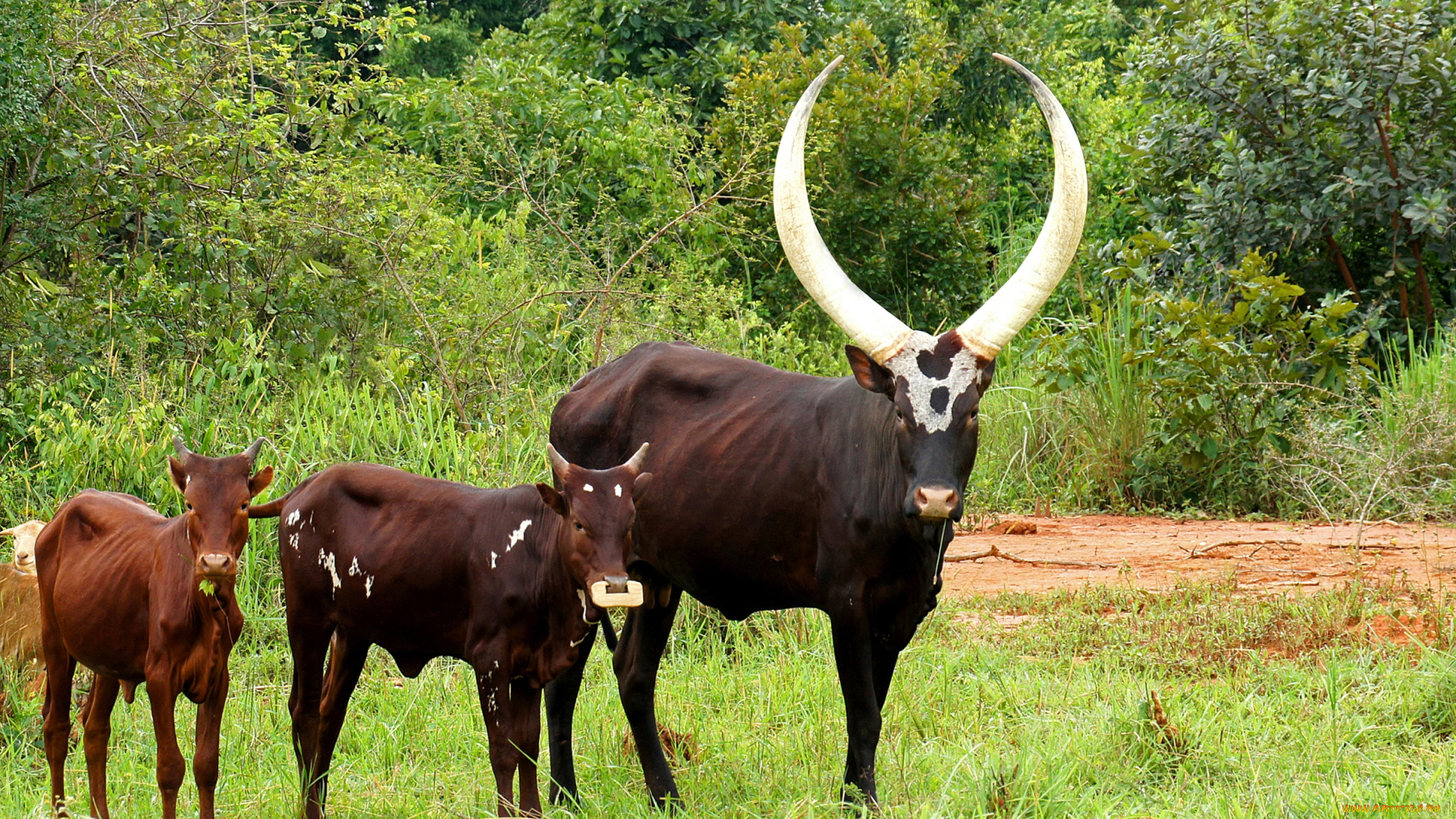 животные, коровы, , буйволы, рога