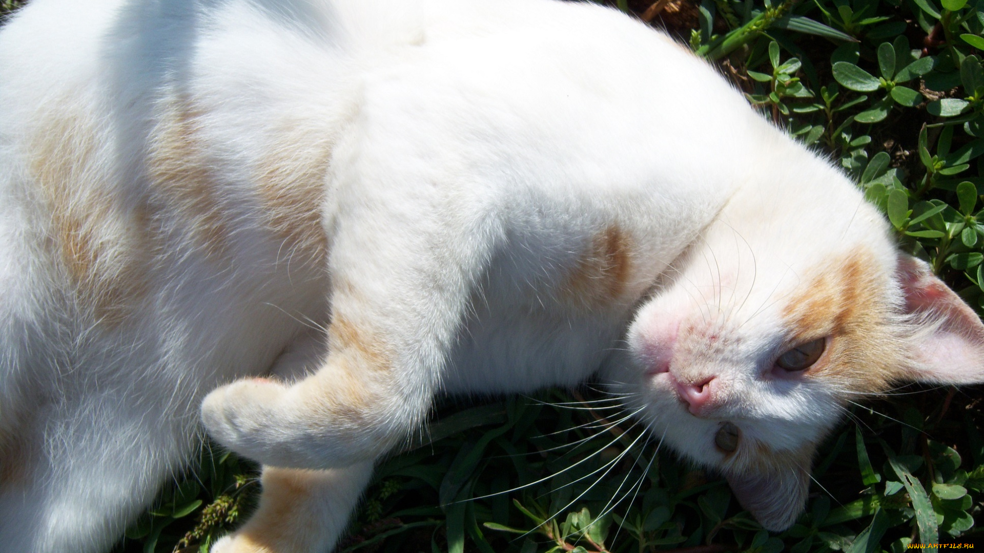 животные, коты, кот