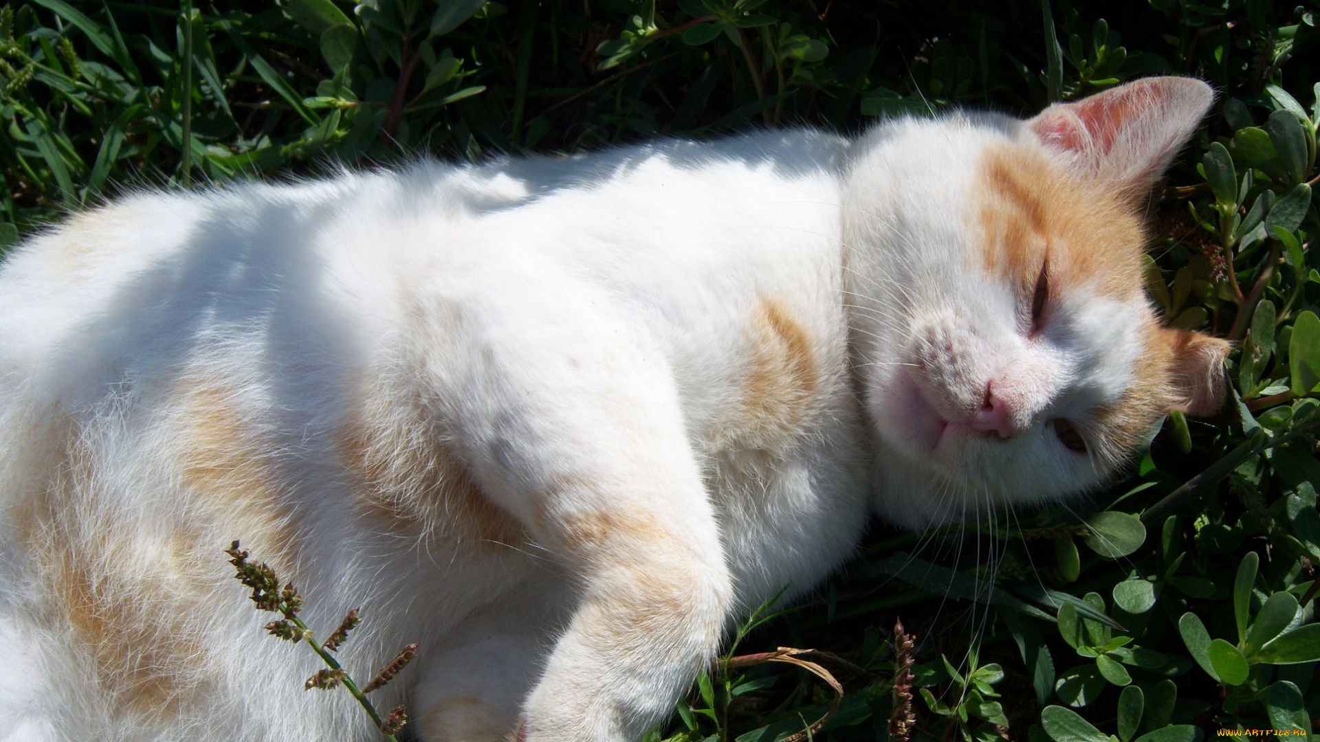 животные, коты, кот