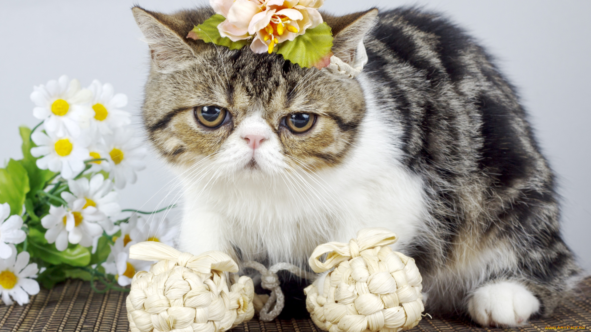 животные, коты, лапти