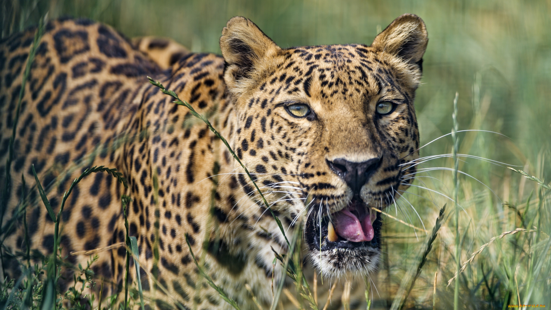 животные, леопарды, кошка