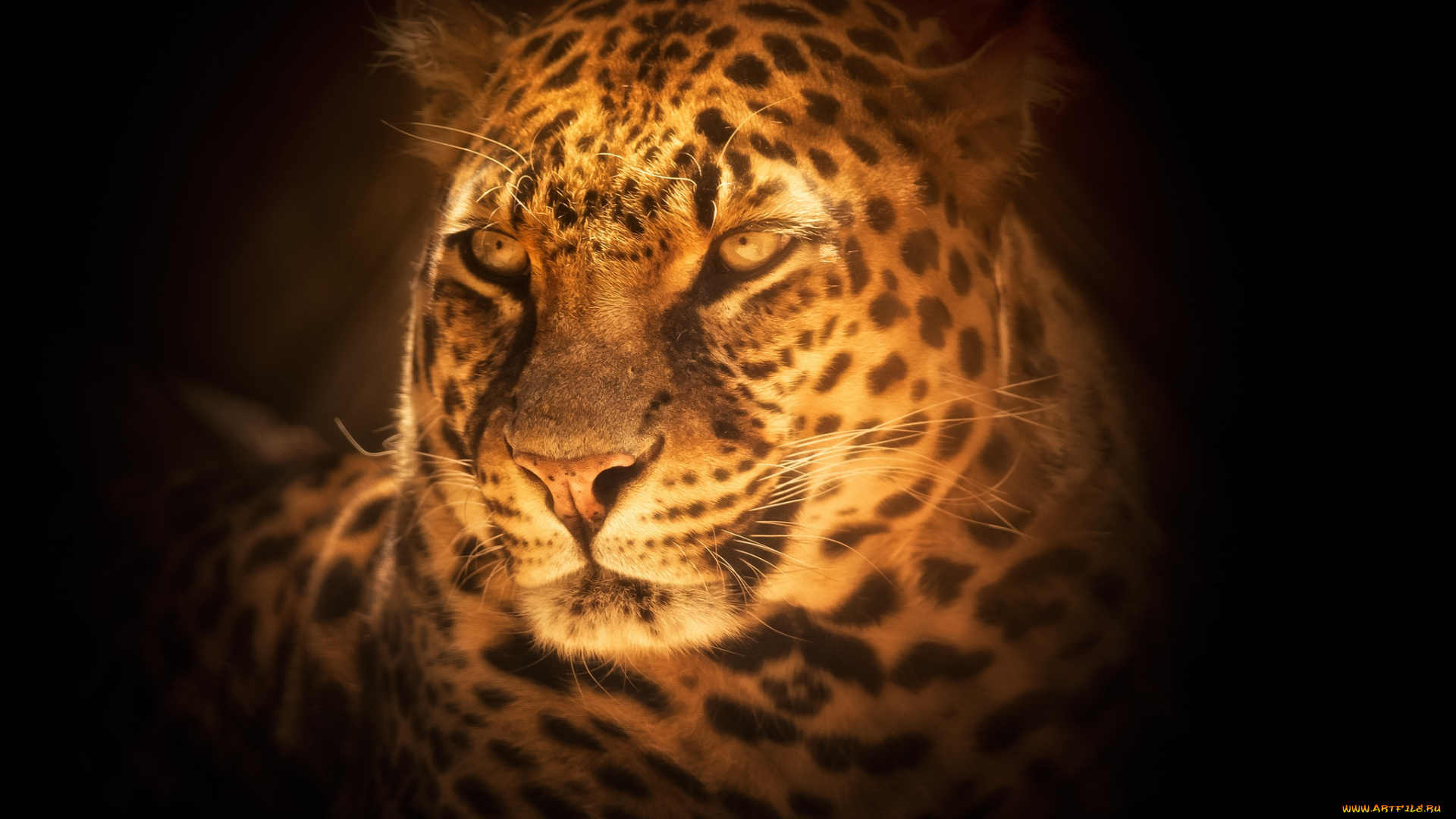 животные, леопарды, портрет