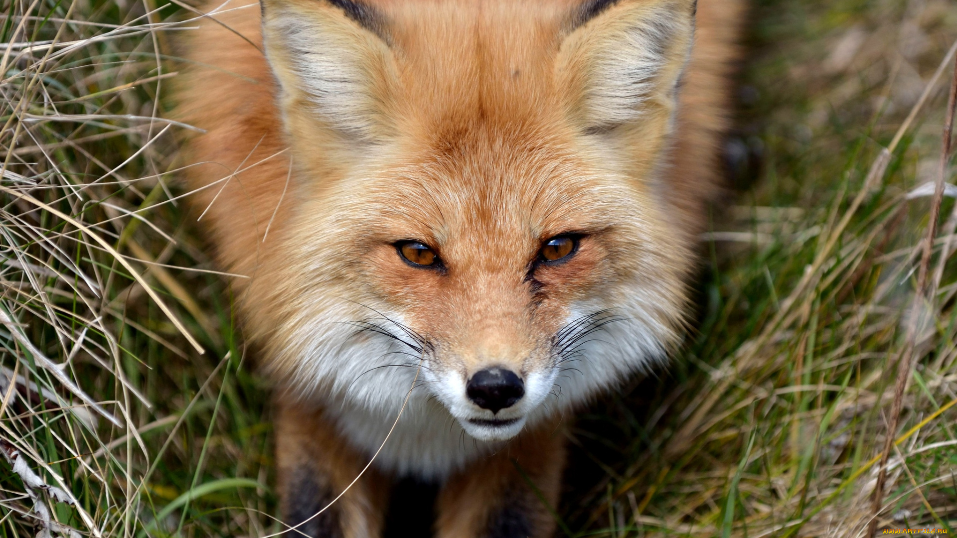 животные, лисы, рыжая