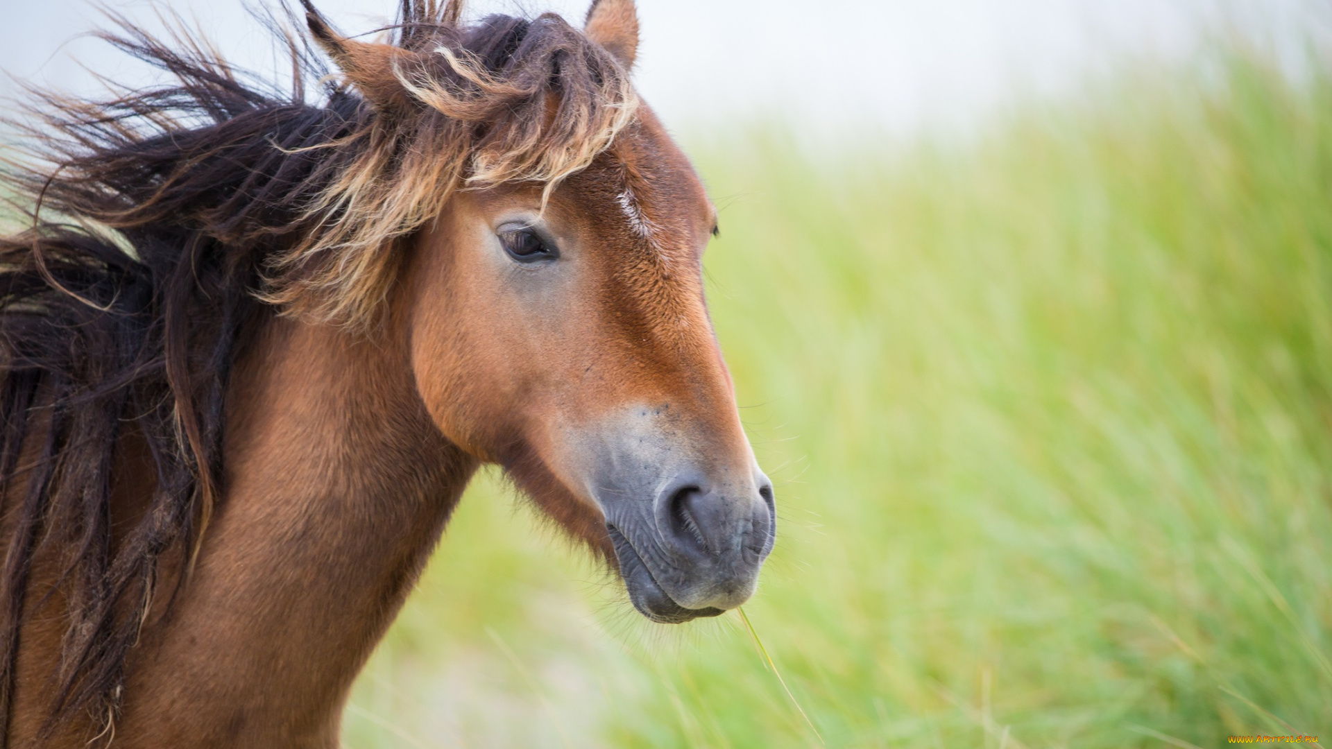 животные, лошади, конь, морда, грива, ветер
