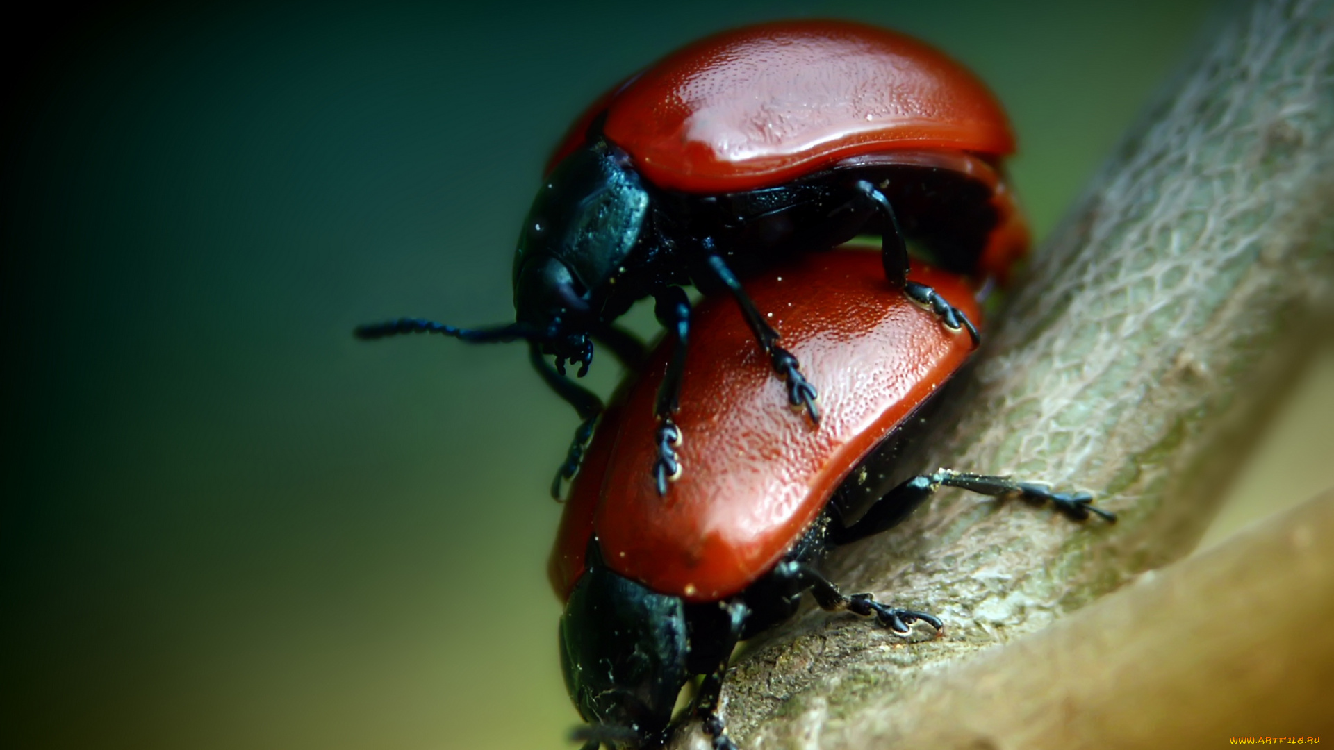 животные, насекомые, макро