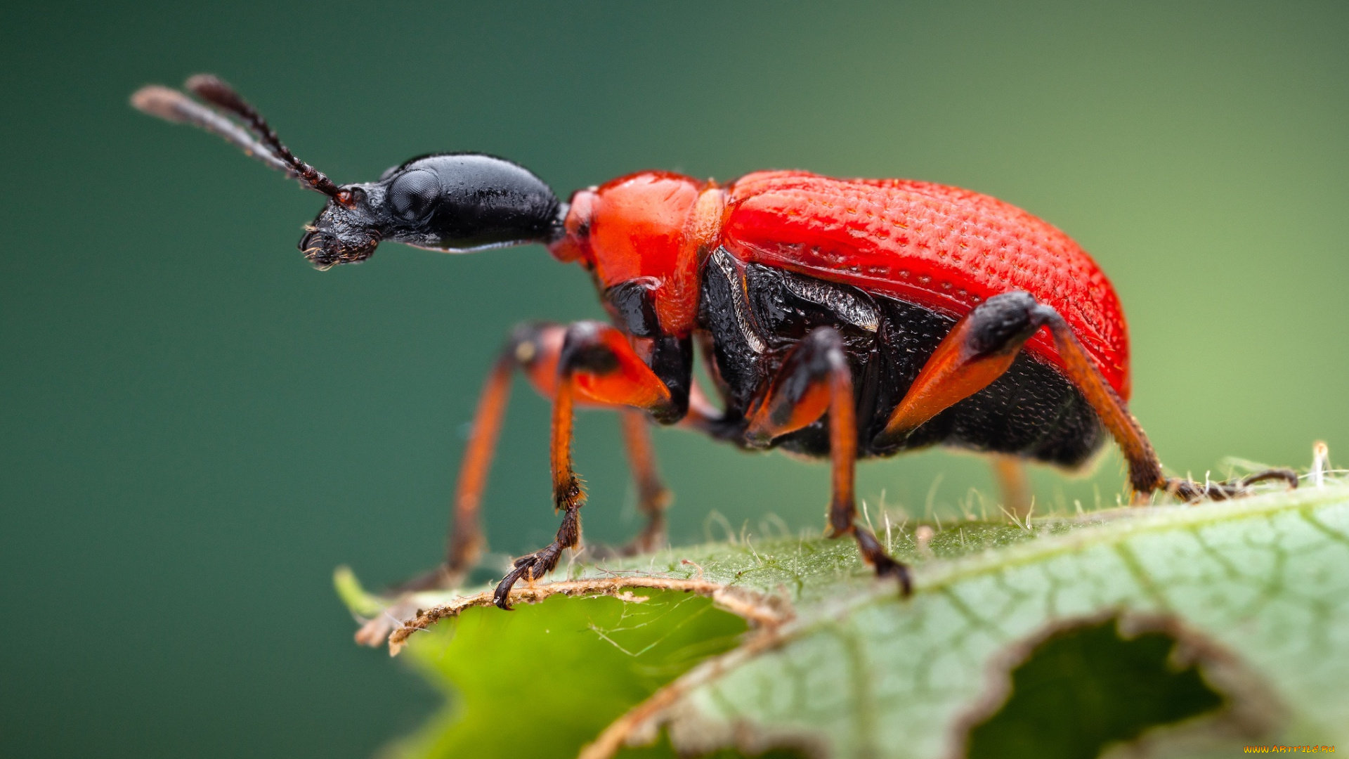 животные, насекомые, жук, листик