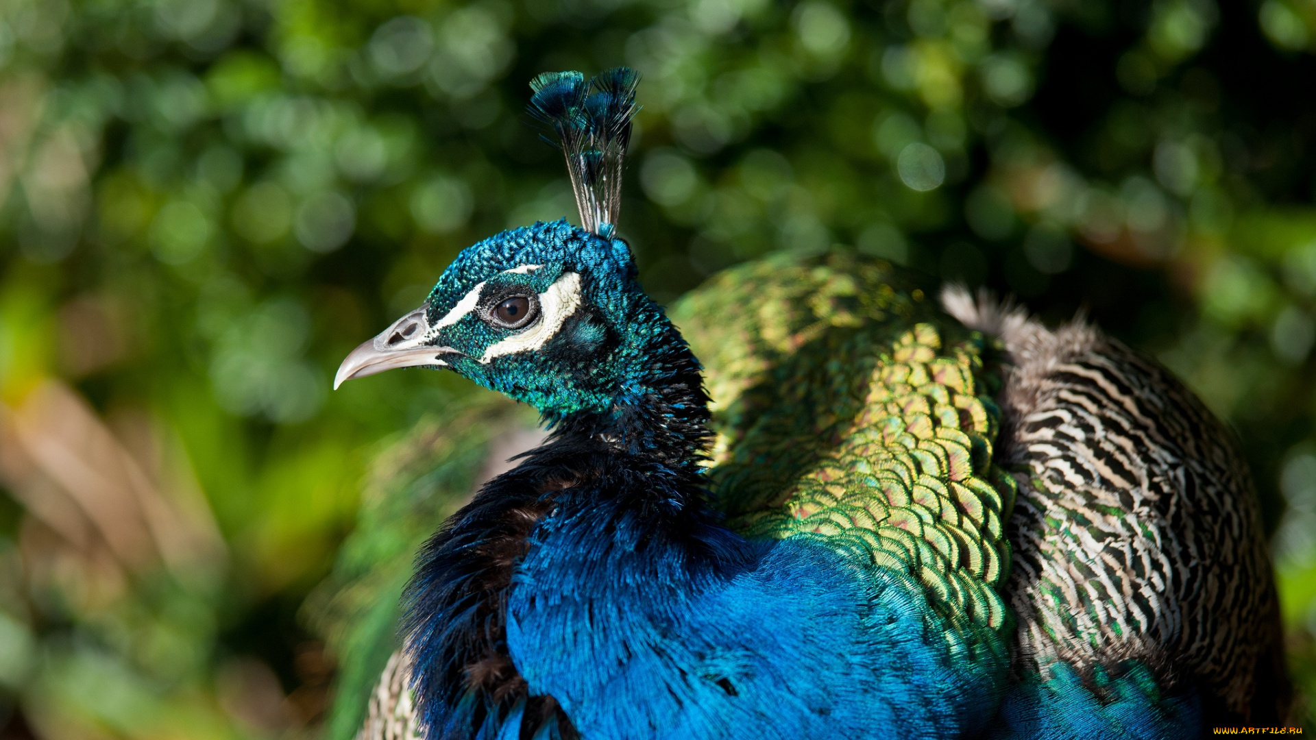 животные, павлины, павлин, голова