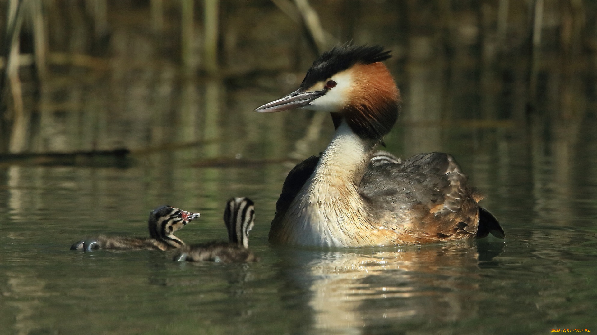 животные, птицы, озеро, птица, птенцы