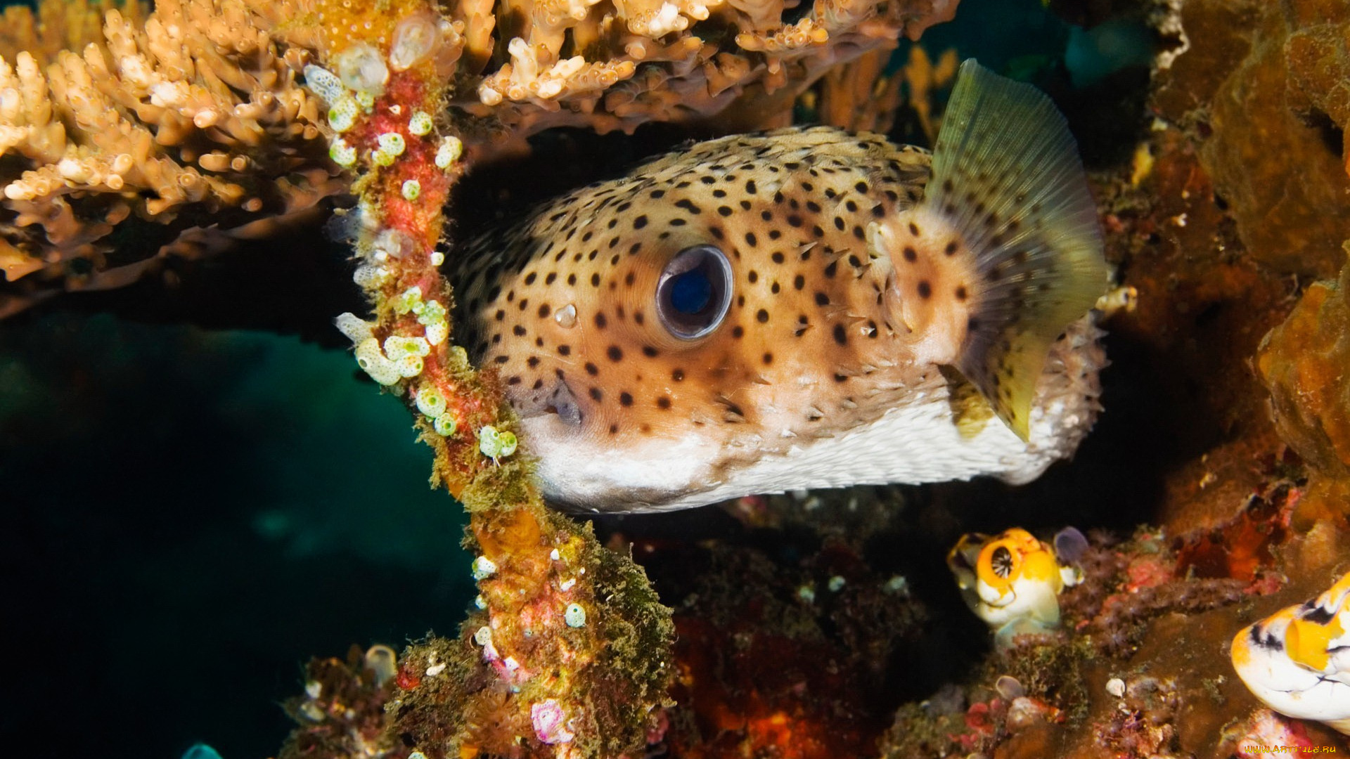 животные, рыбы, кораллы, пятнистая, коралловая, рыба