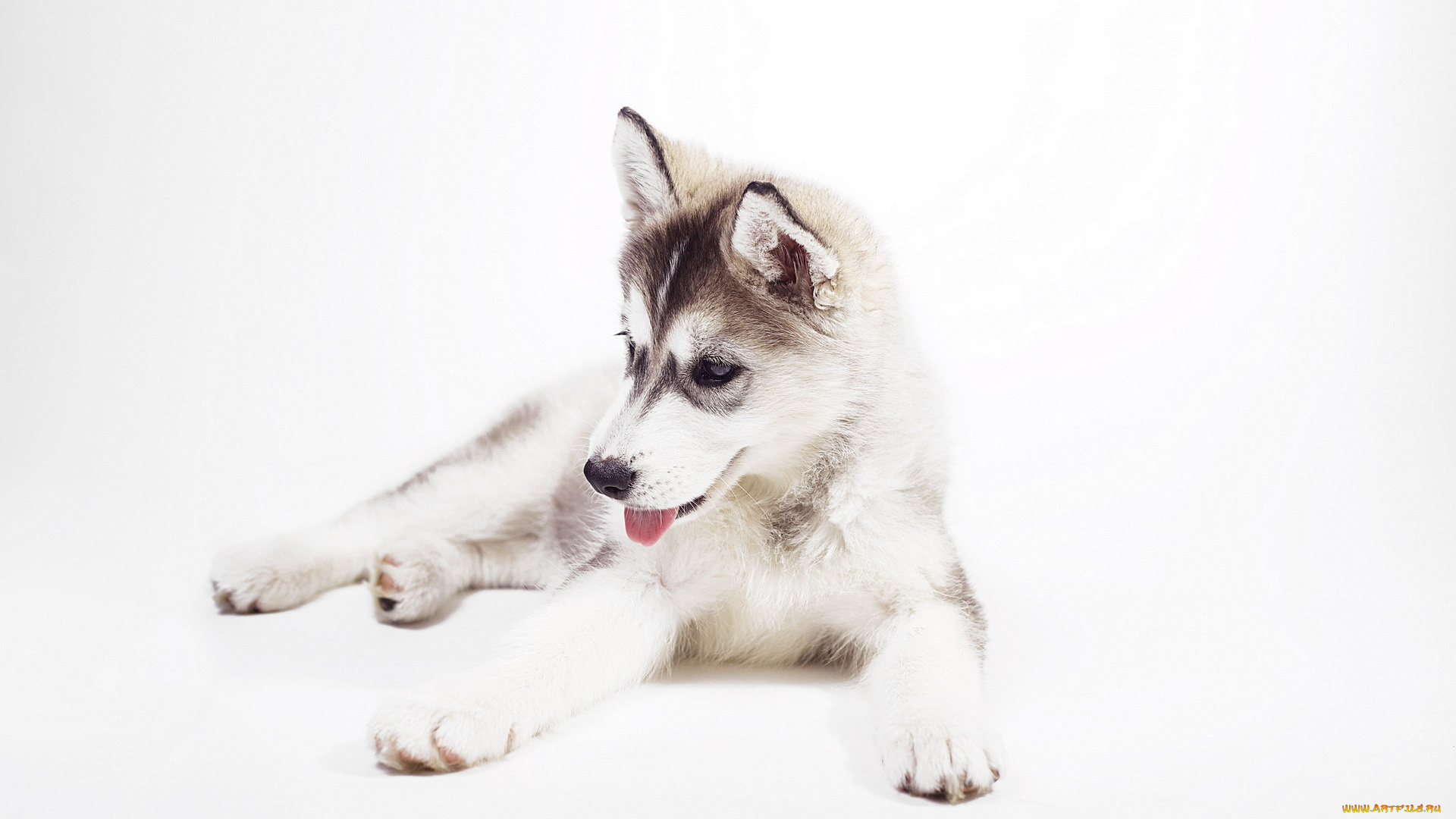 животные, собаки, husky, puppy, sweet, siberian