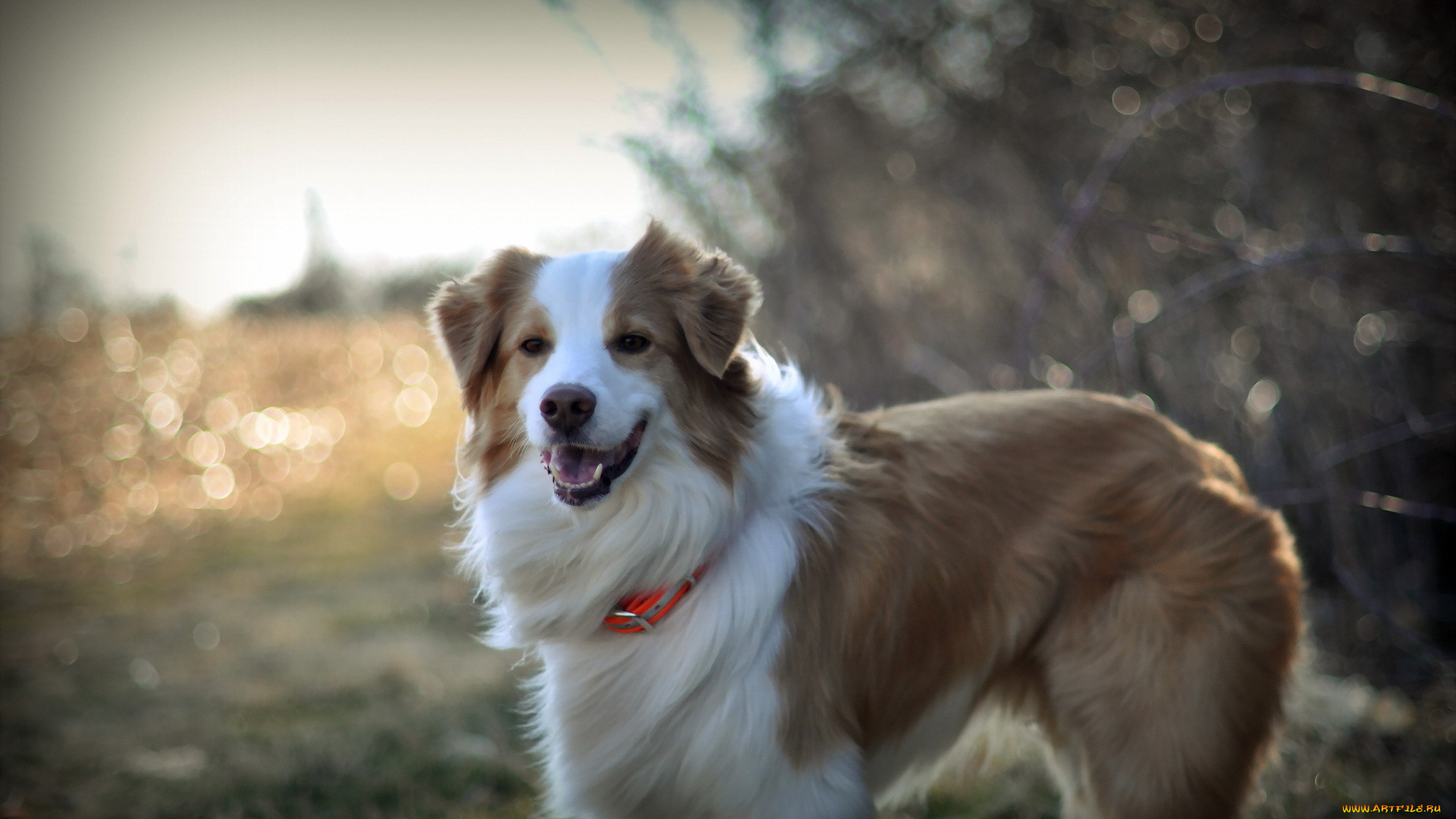 животные, собаки, собака