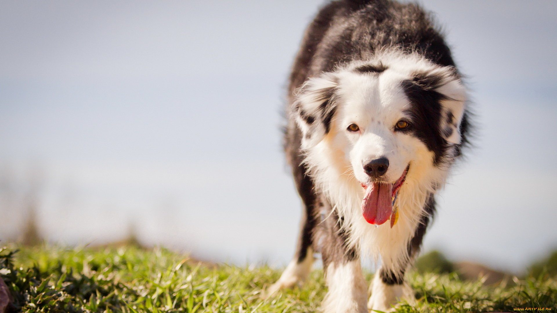 животные, собаки, язык