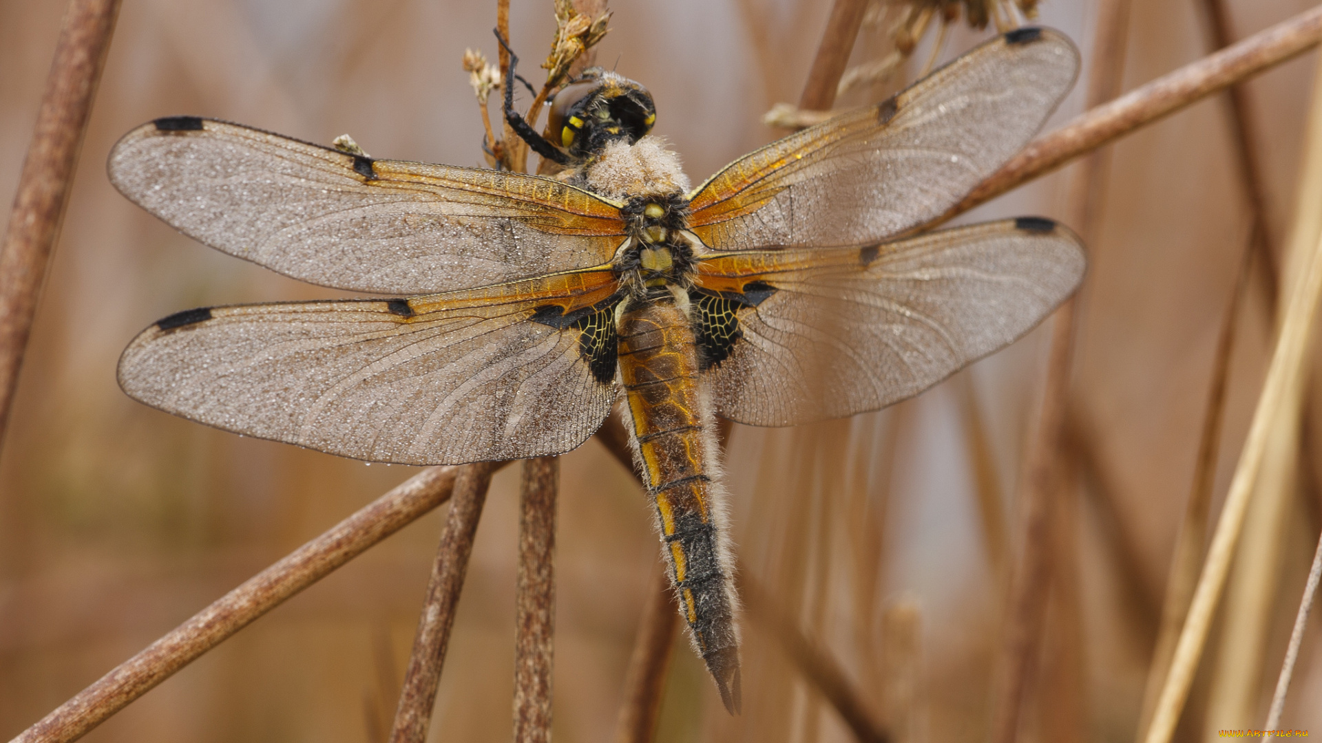животные, стрекозы, стрекоза, стебель