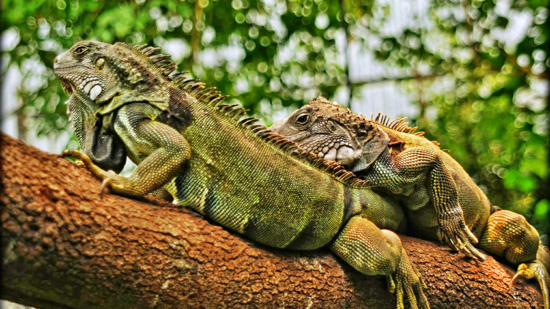 животные, Ящерицы, , игуаны, , вараны, игуаны, ветка, дерево