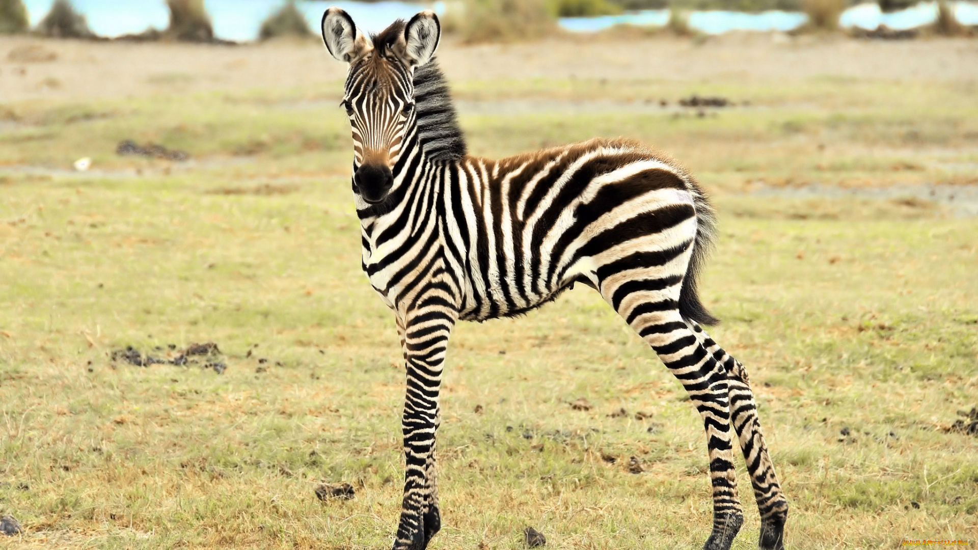 животные, зебры, зебра, детеныш