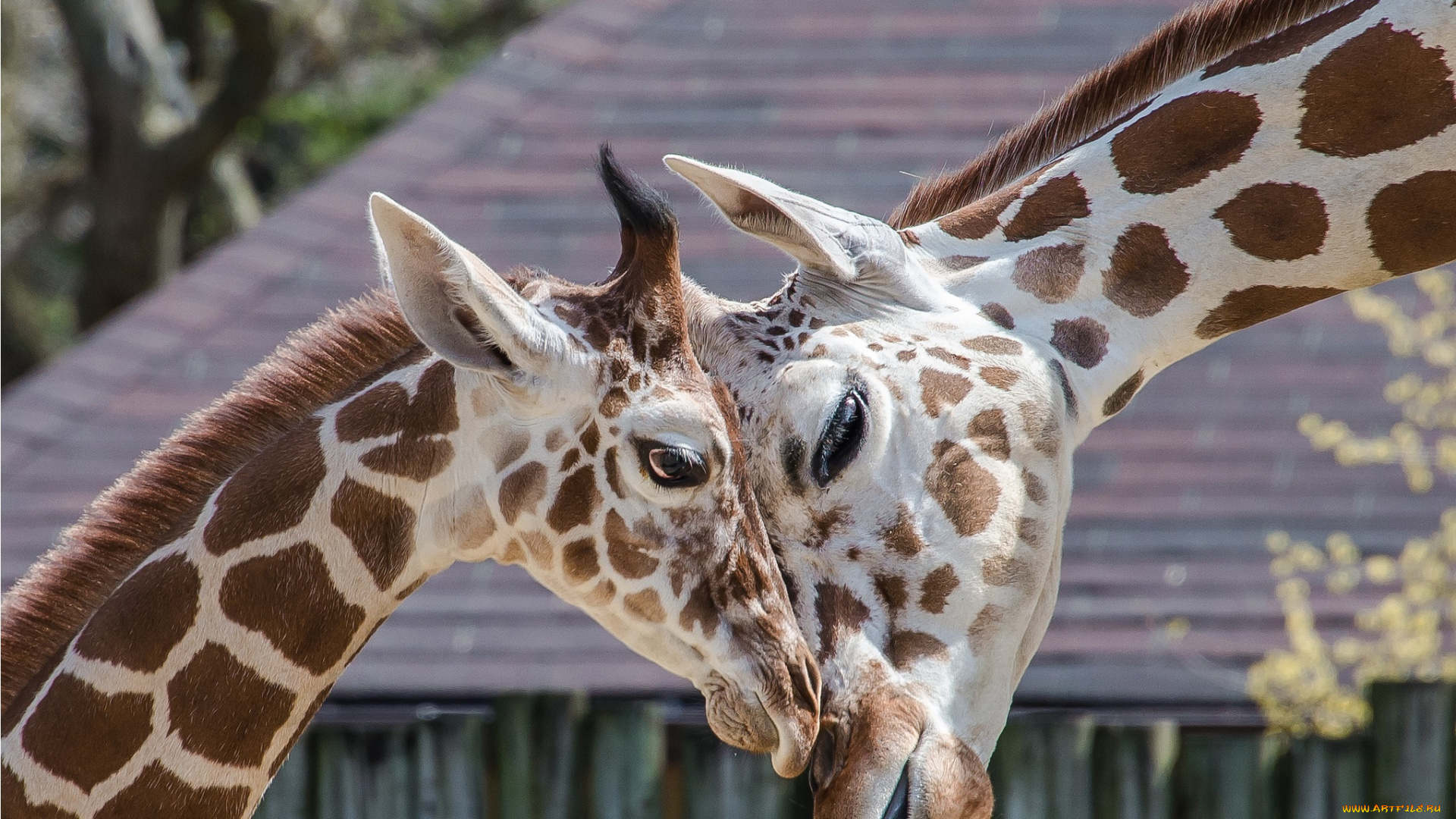 животные, жирафы, головы, морды