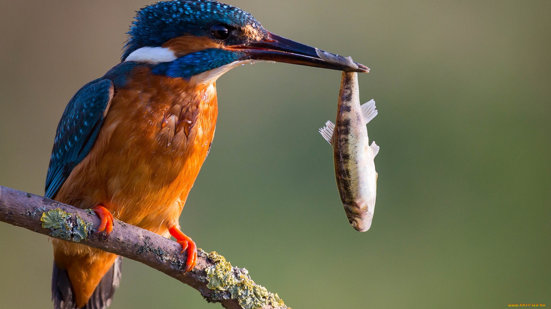 животные, зимородки, рыбка, добыча, сучок, зимородок