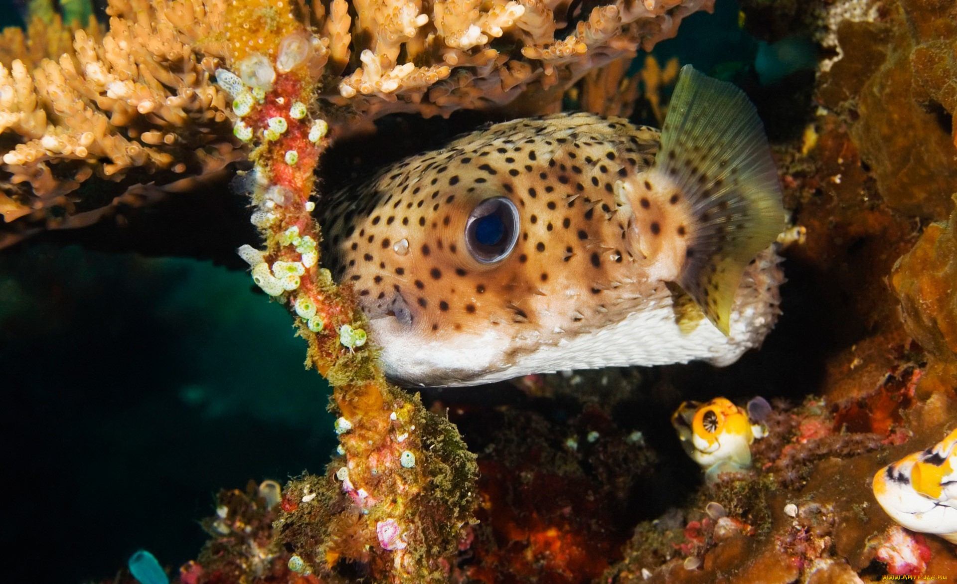 животные, рыбы, кораллы, пятнистая, коралловая, рыба