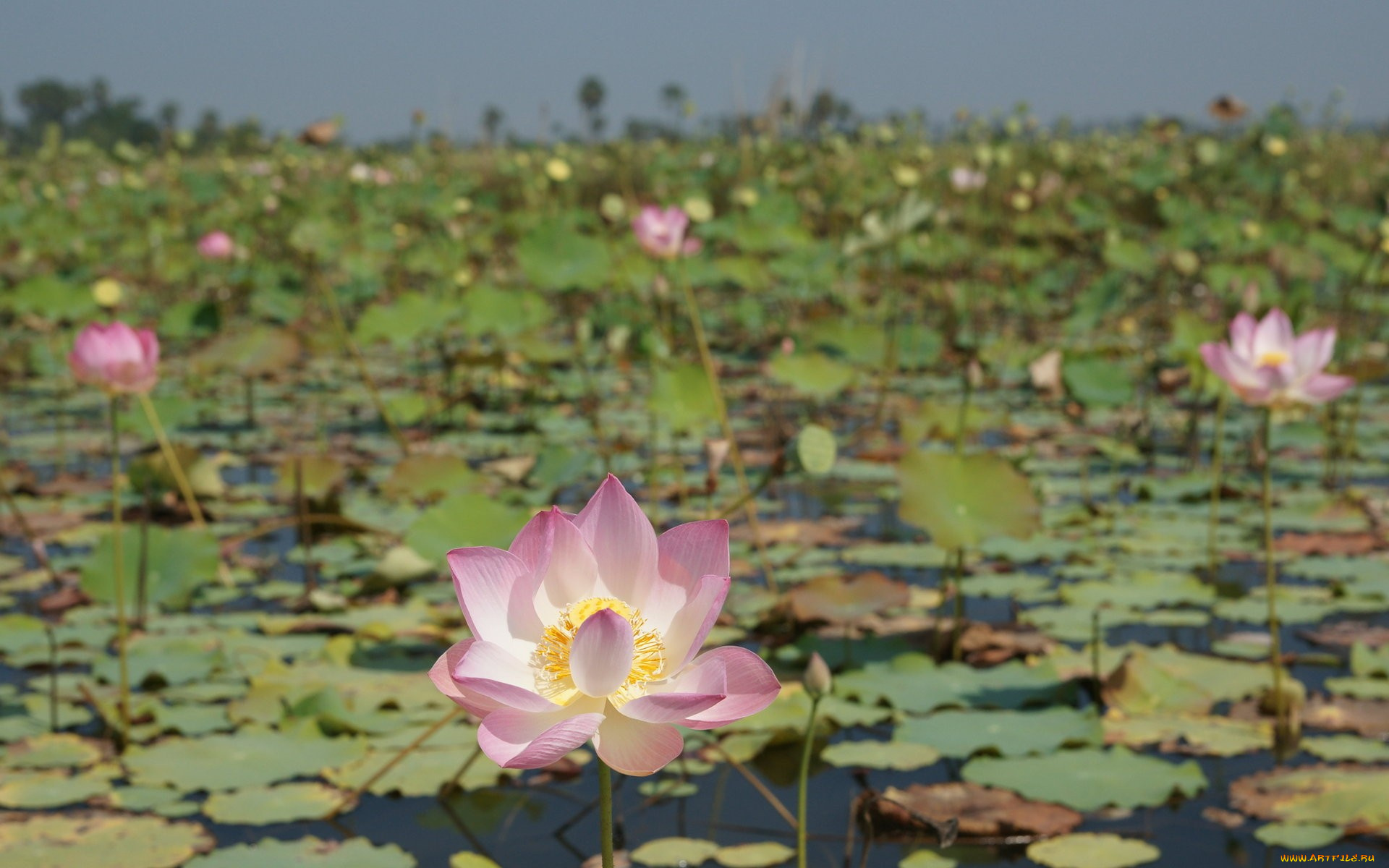 цветы, лотосы, листья, лепестки