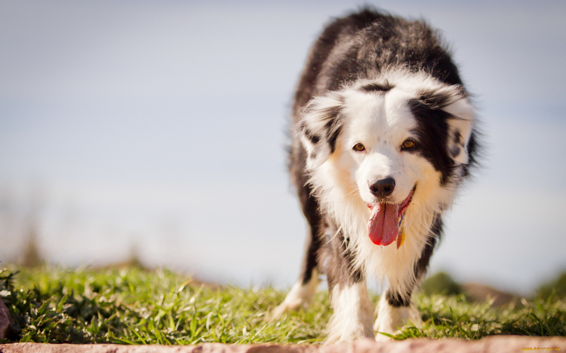 животные, собаки, язык