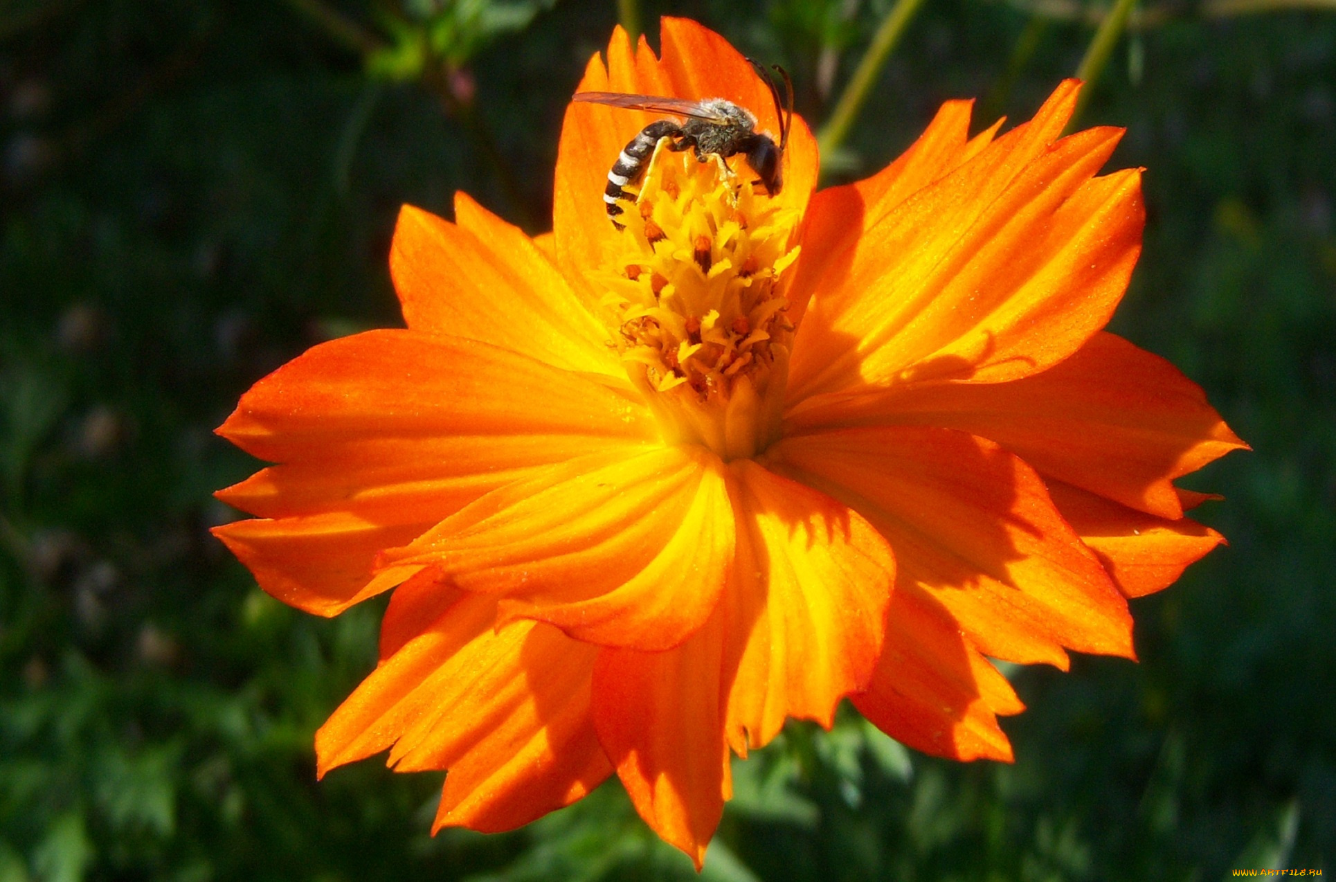 цветы, космея