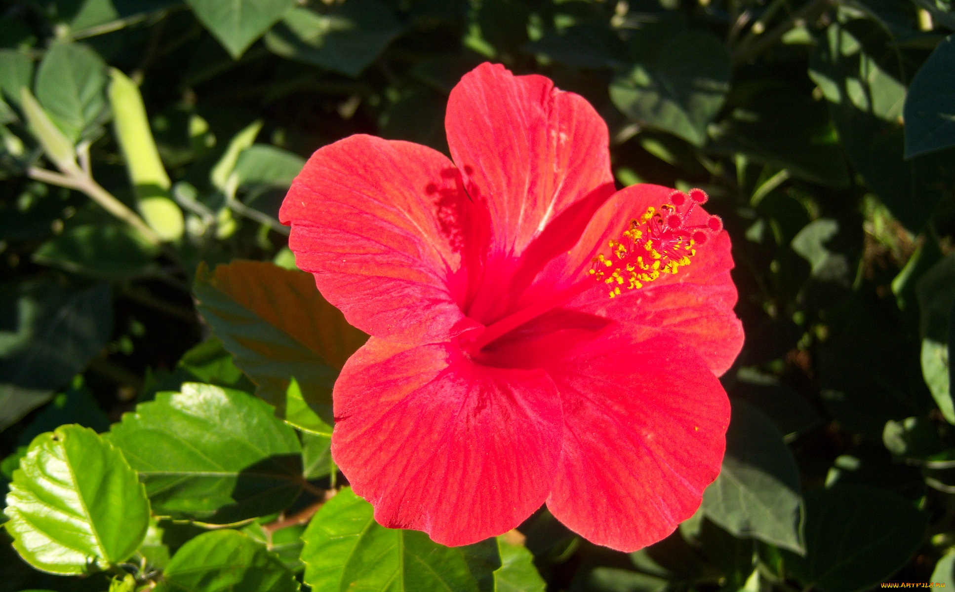 цветы, гибискусы, красный