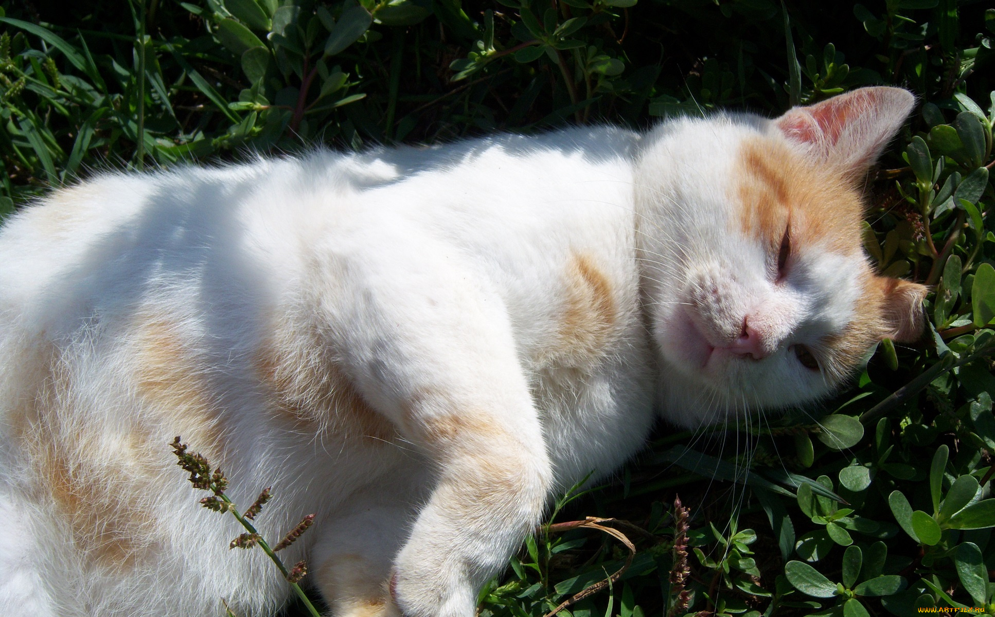 животные, коты, кот