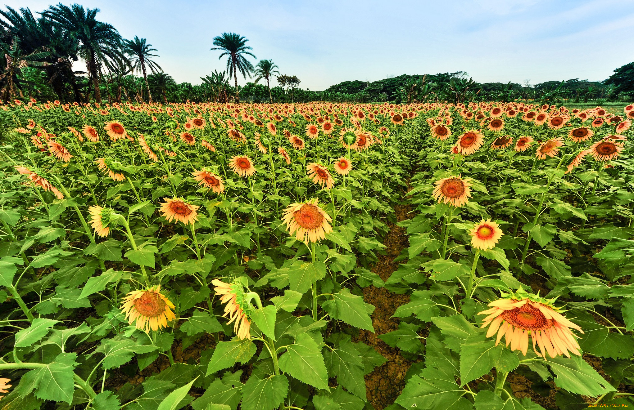 цветы, подсолнухи, поле