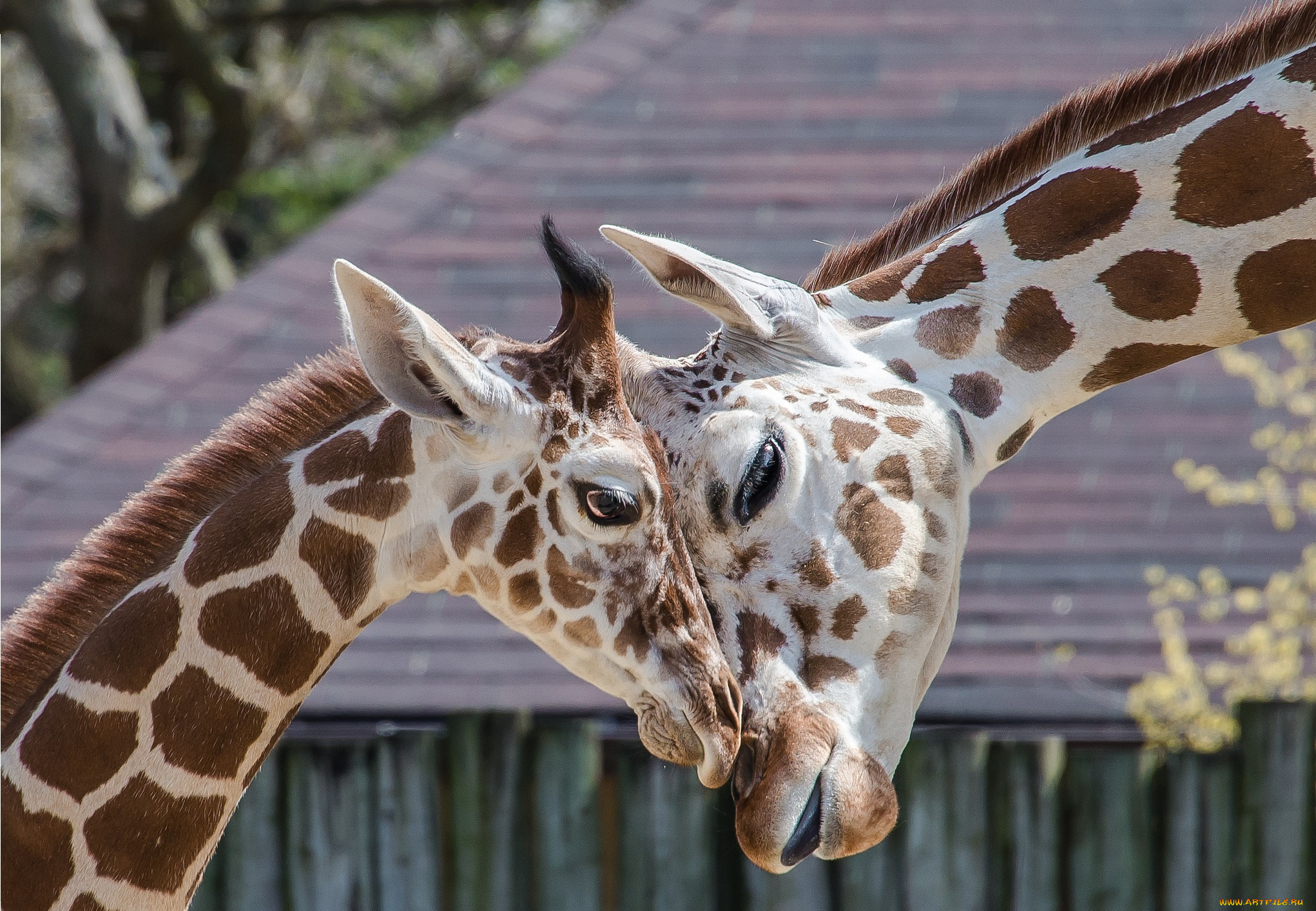 животные, жирафы, головы, морды