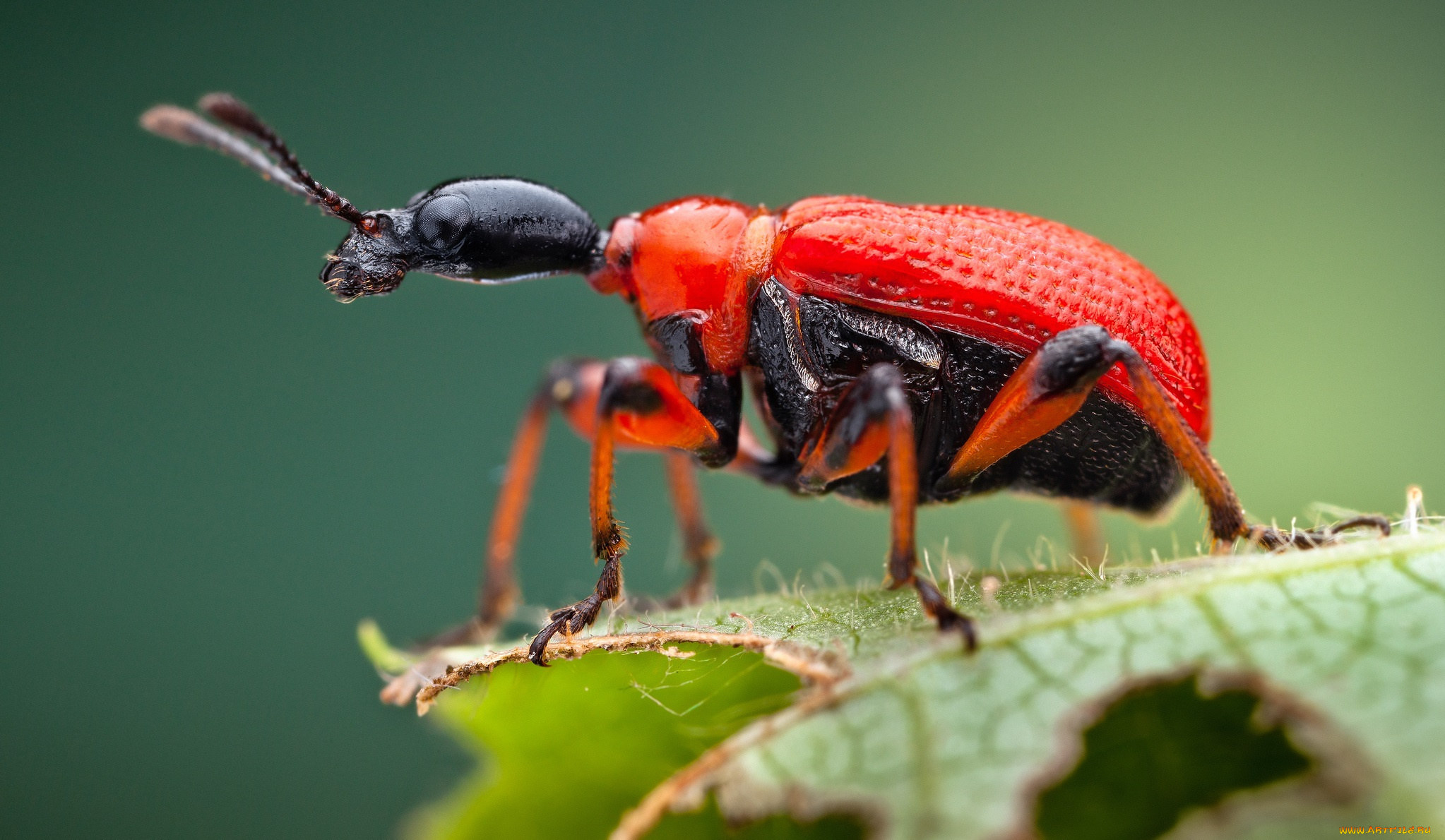 животные, насекомые, жук, листик