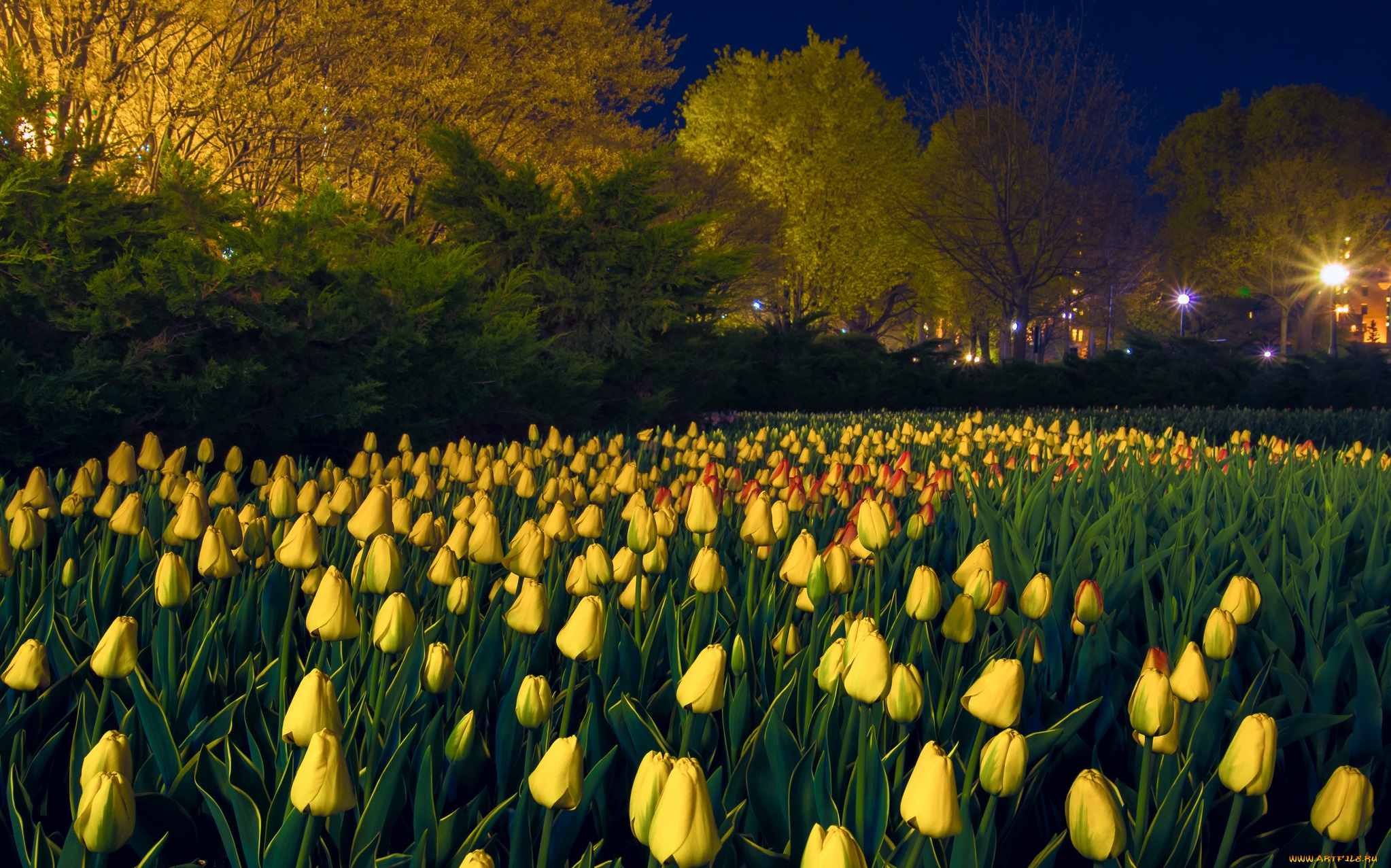 цветы, тюльпаны, деревья, газон