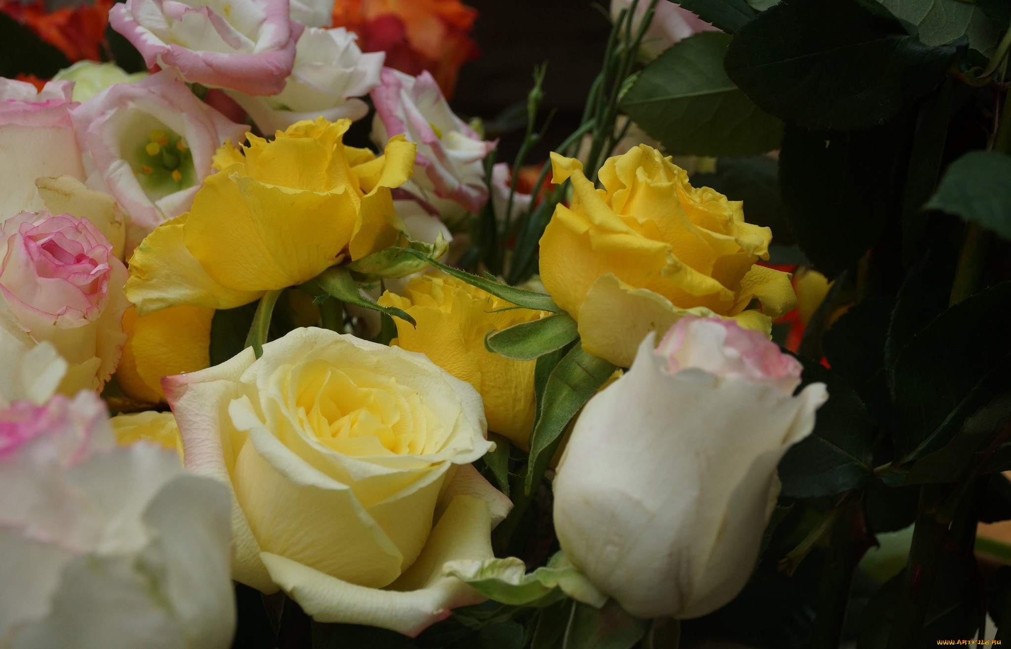 цветы, розы, букет