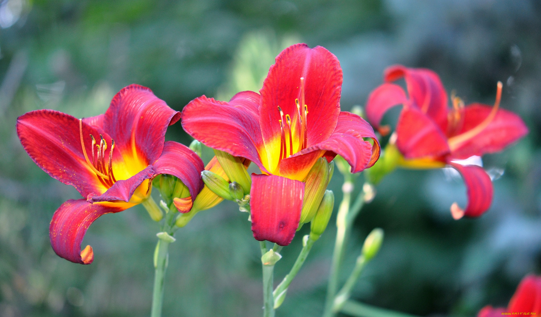 цветы, лилии, , лилейники, ирисы