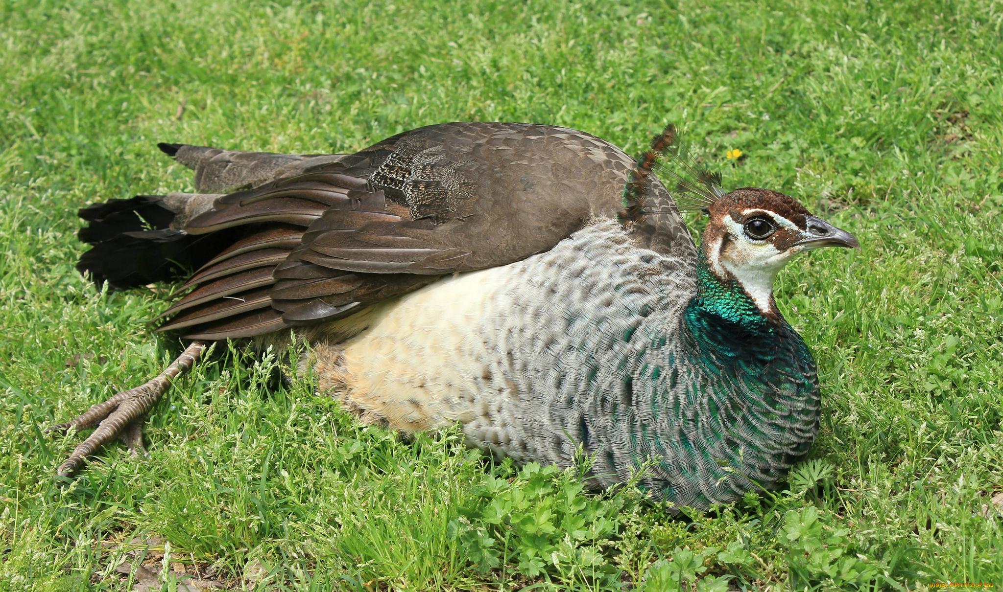 животные, птицы, птица, хохолок