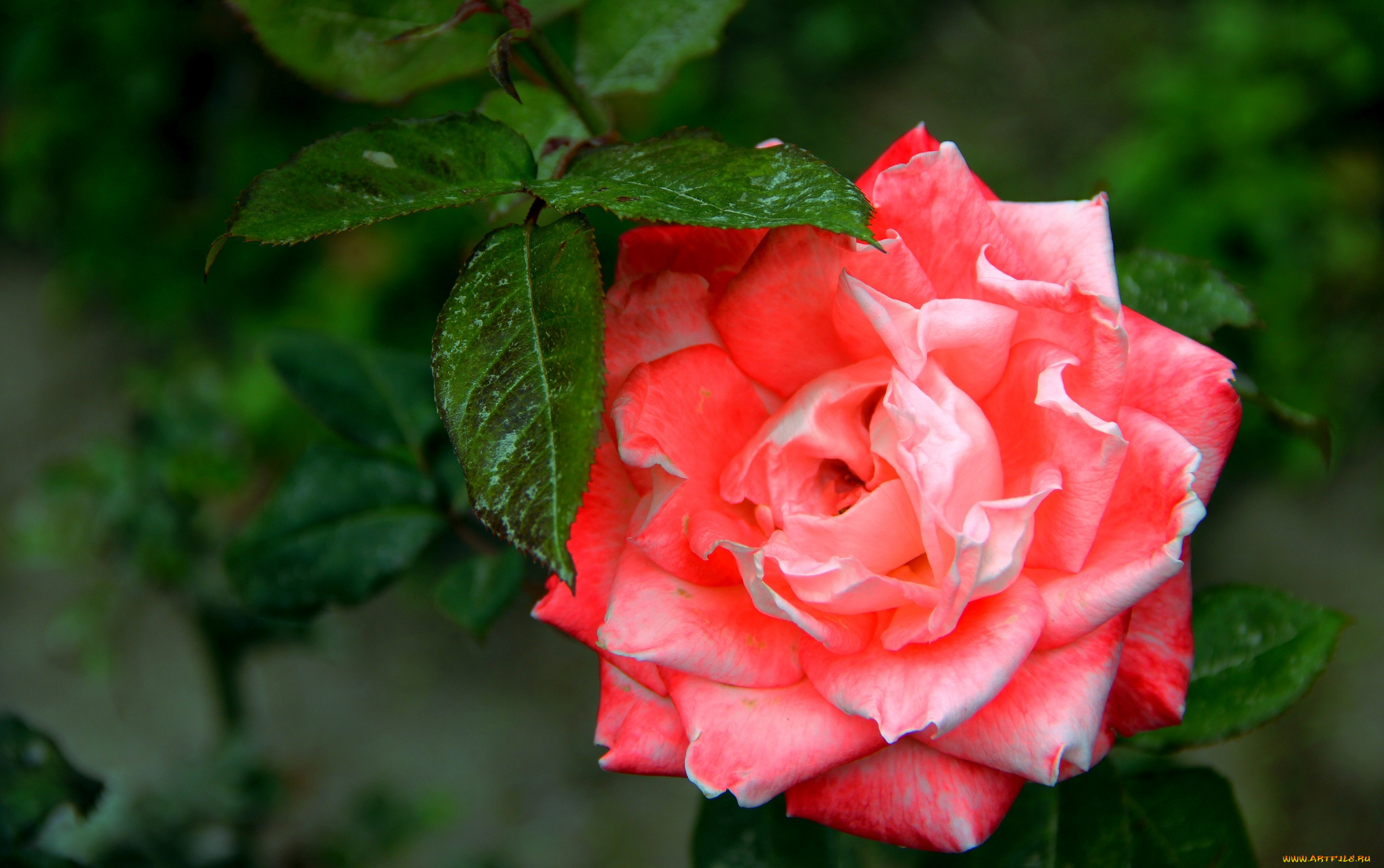 цветы, розы, розовый