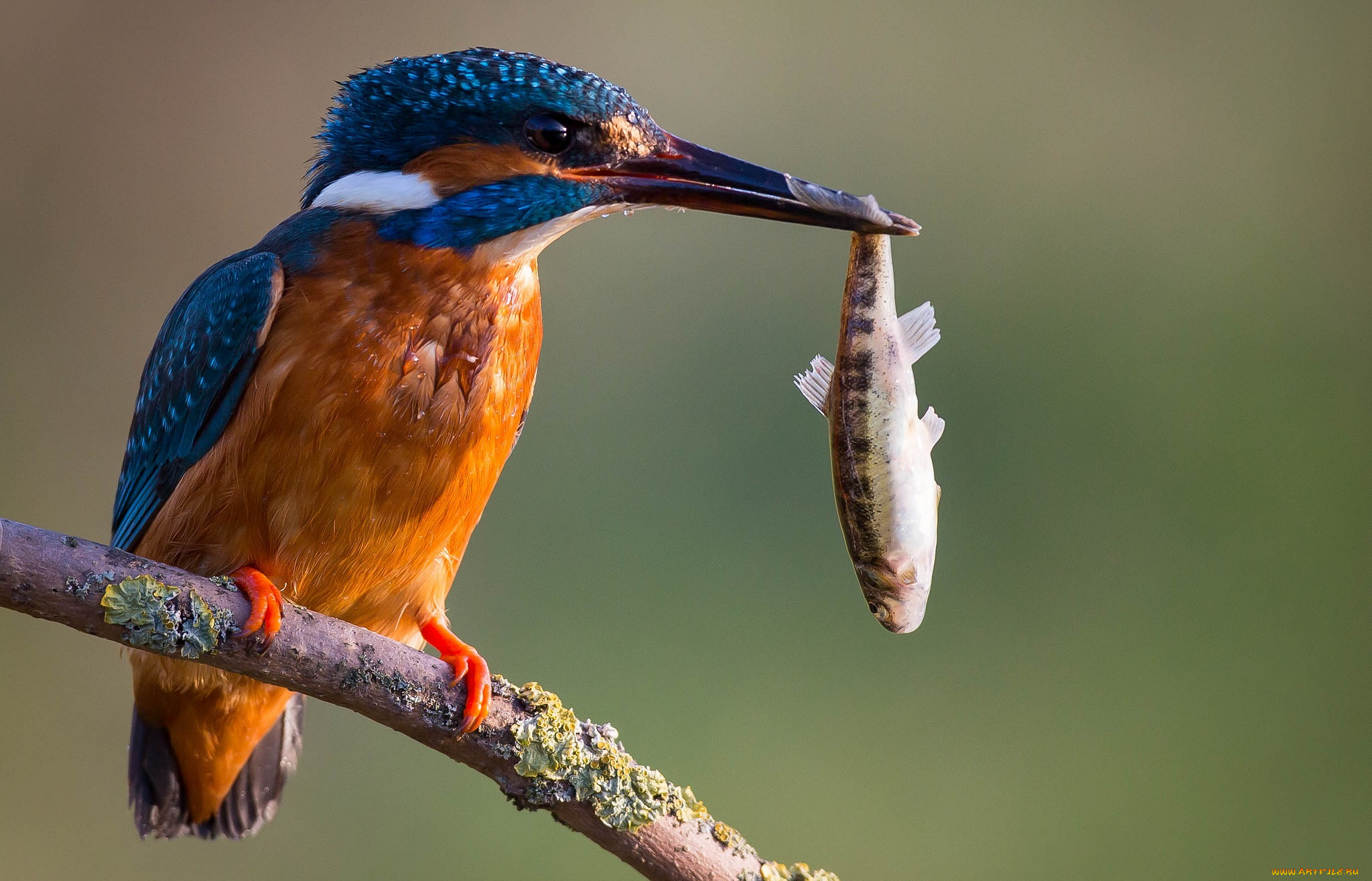 животные, зимородки, рыбка, добыча, сучок, зимородок