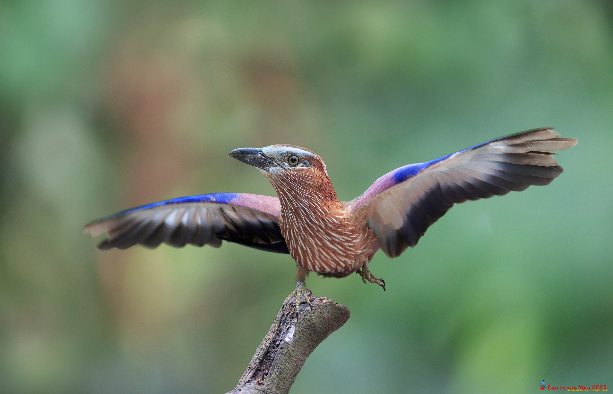 животные, птицы, сучок, птичка