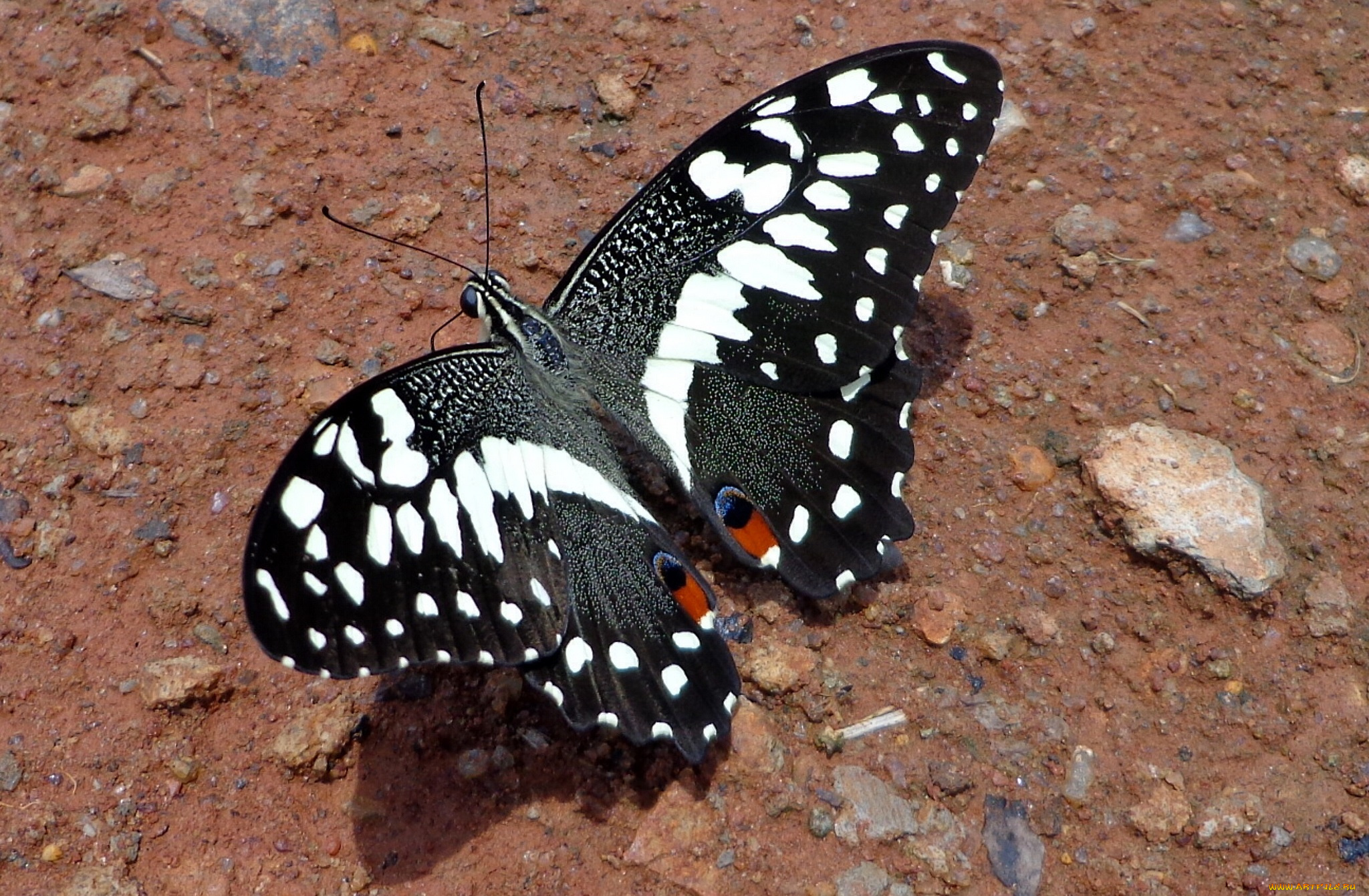 животные, бабочки, бабочка