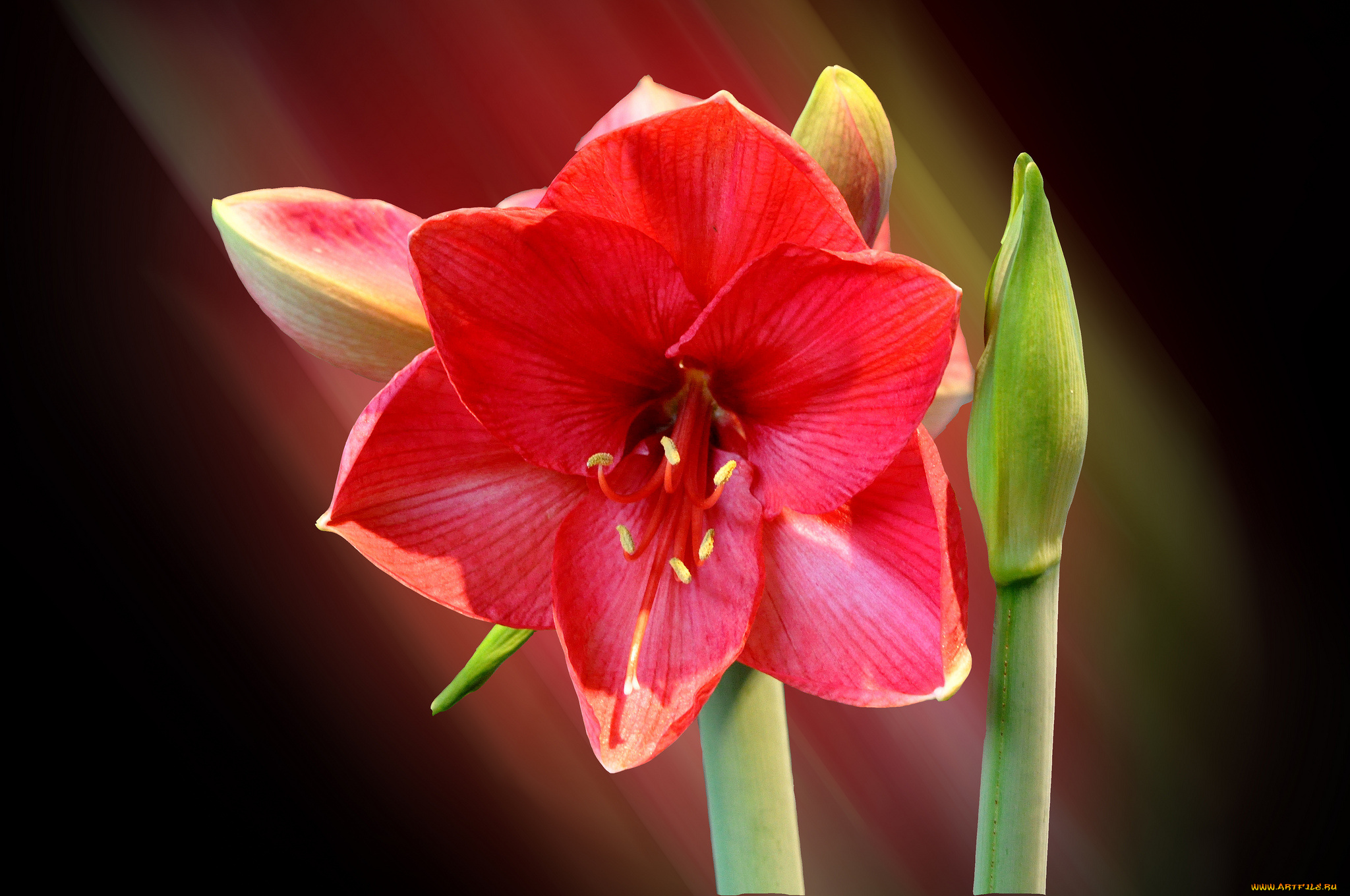 цветы, амариллисы, , гиппеаструмы, макро