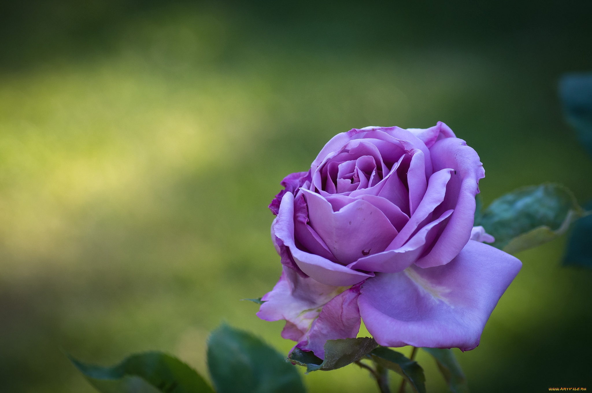 цветы, розы, лиловый