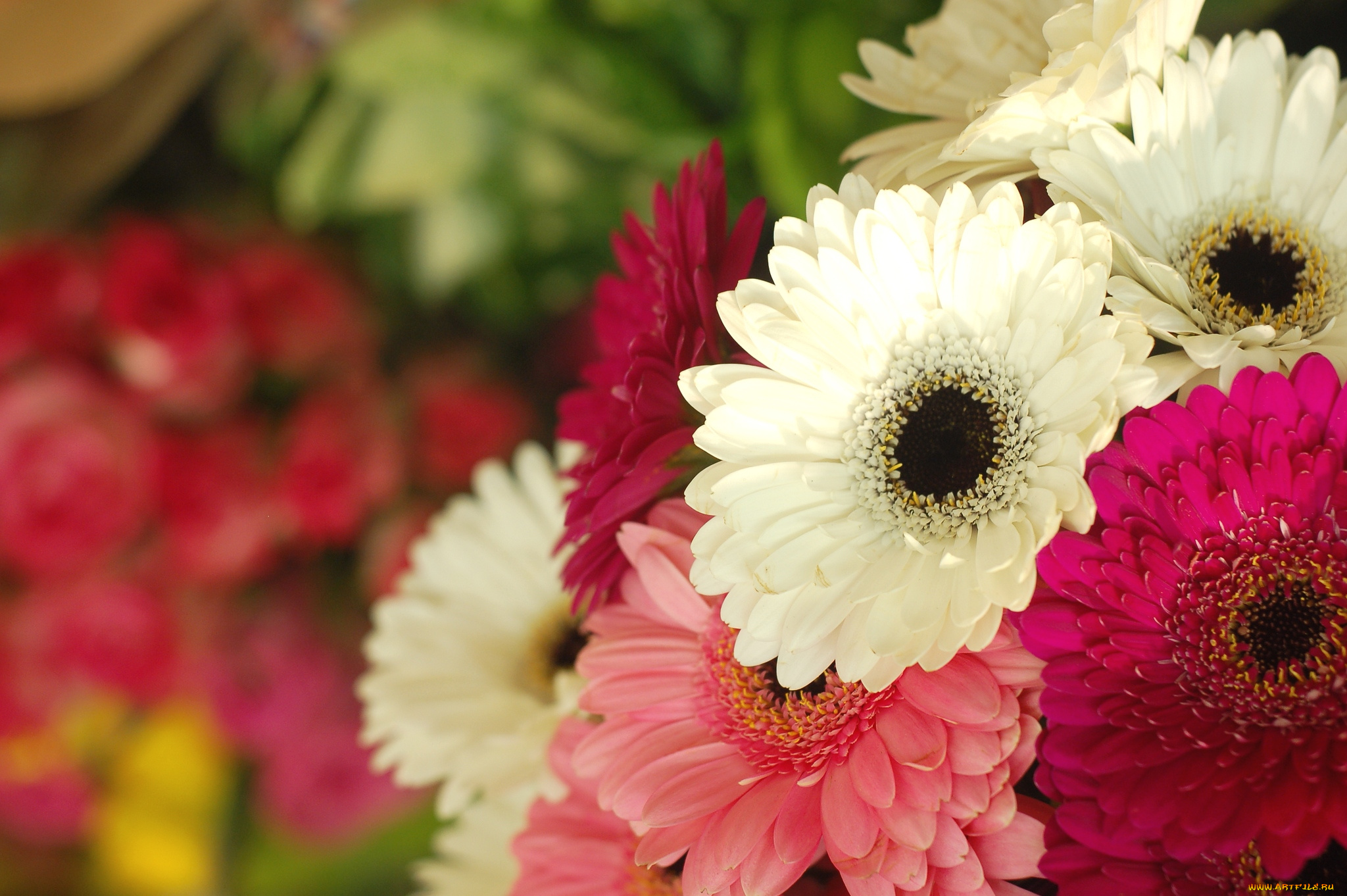 цветы, герберы, букет