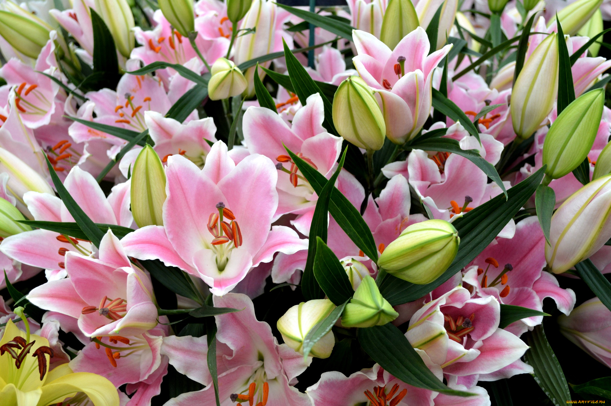 цветы, лилии, , лилейники, букет