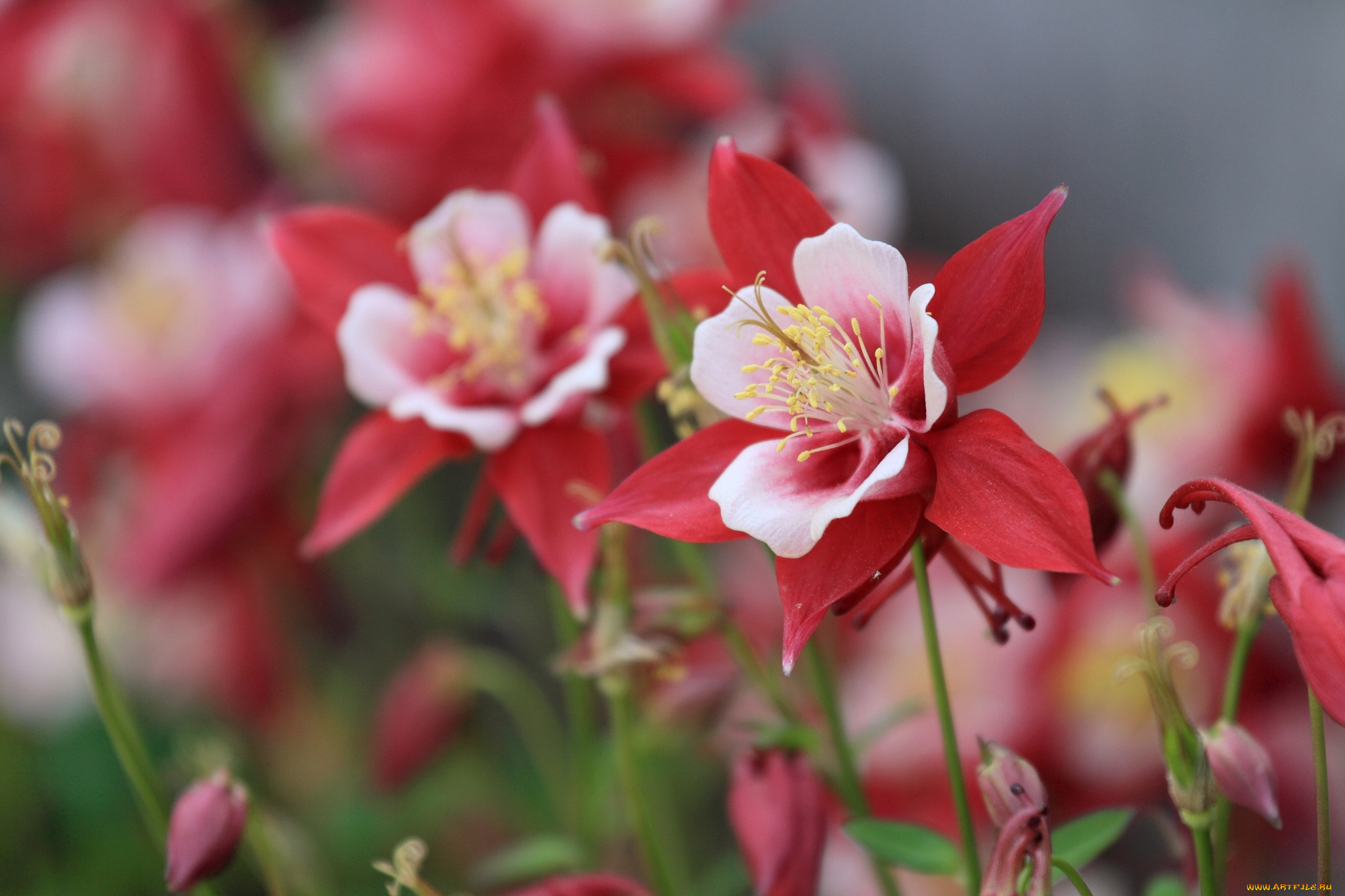 цветы, аквилегия, , водосбор, коломбина